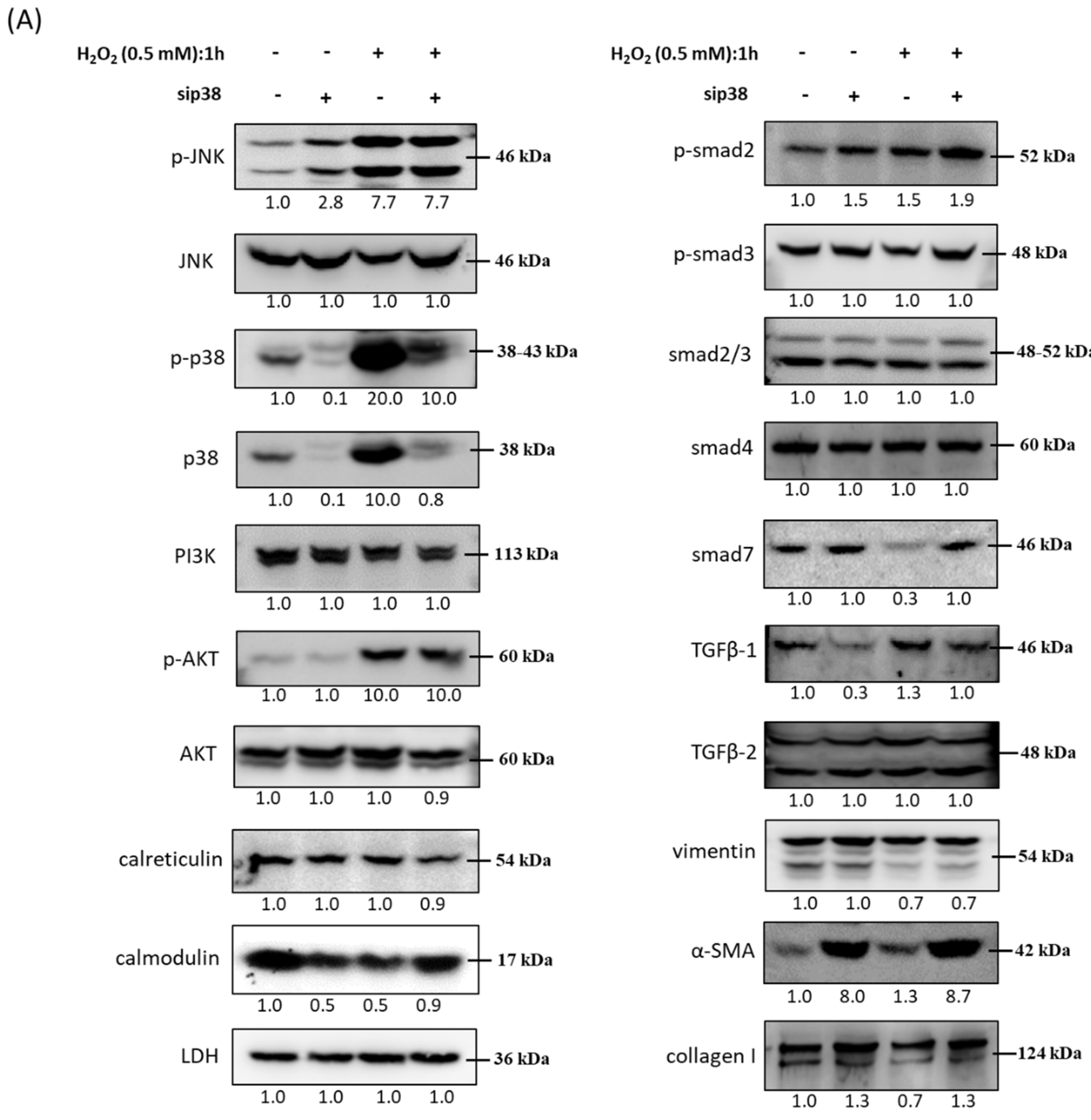 Antioxidants 10 00107 g010a