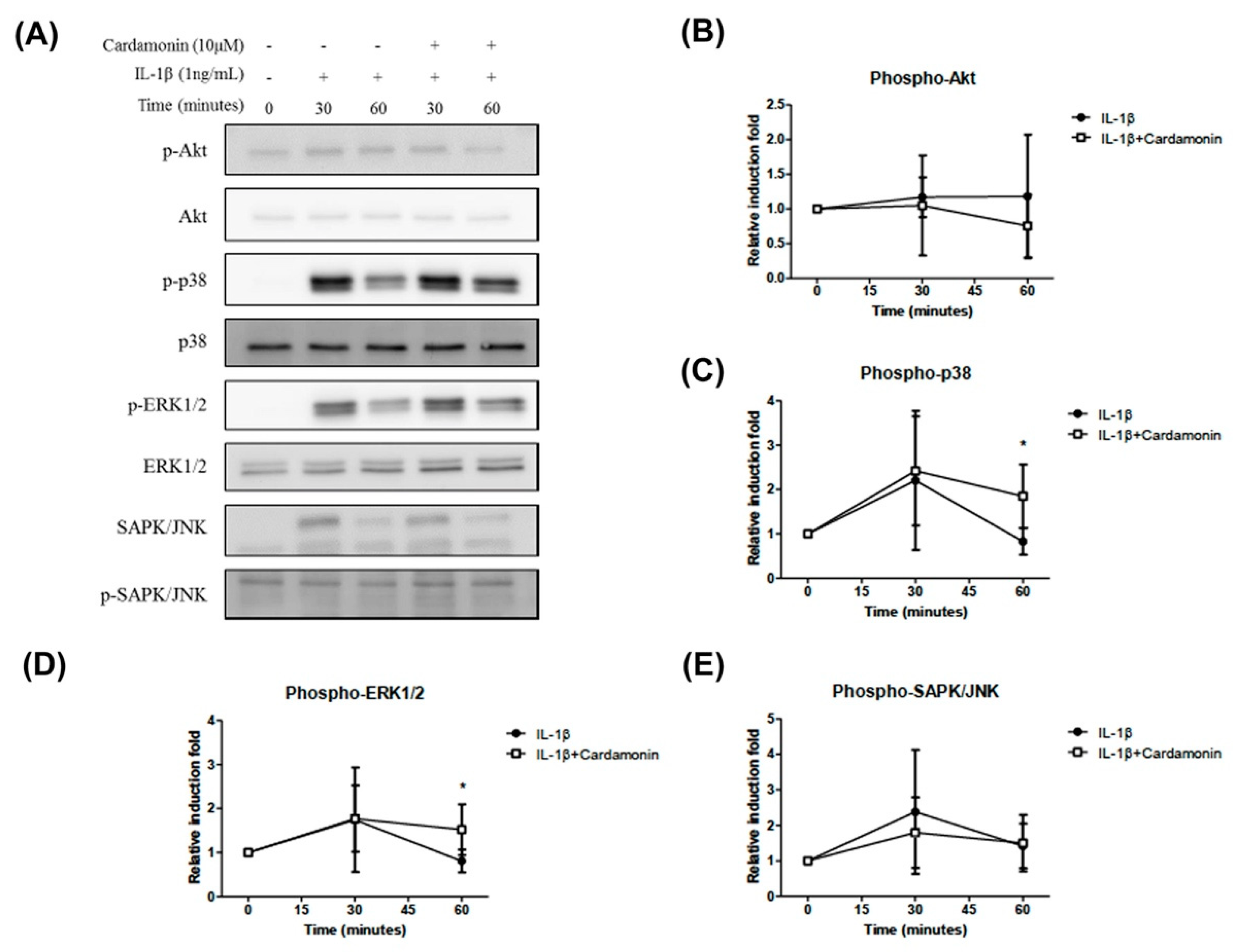 Antioxidants Free Full Text Cardamonin Attenuates Inflammation And