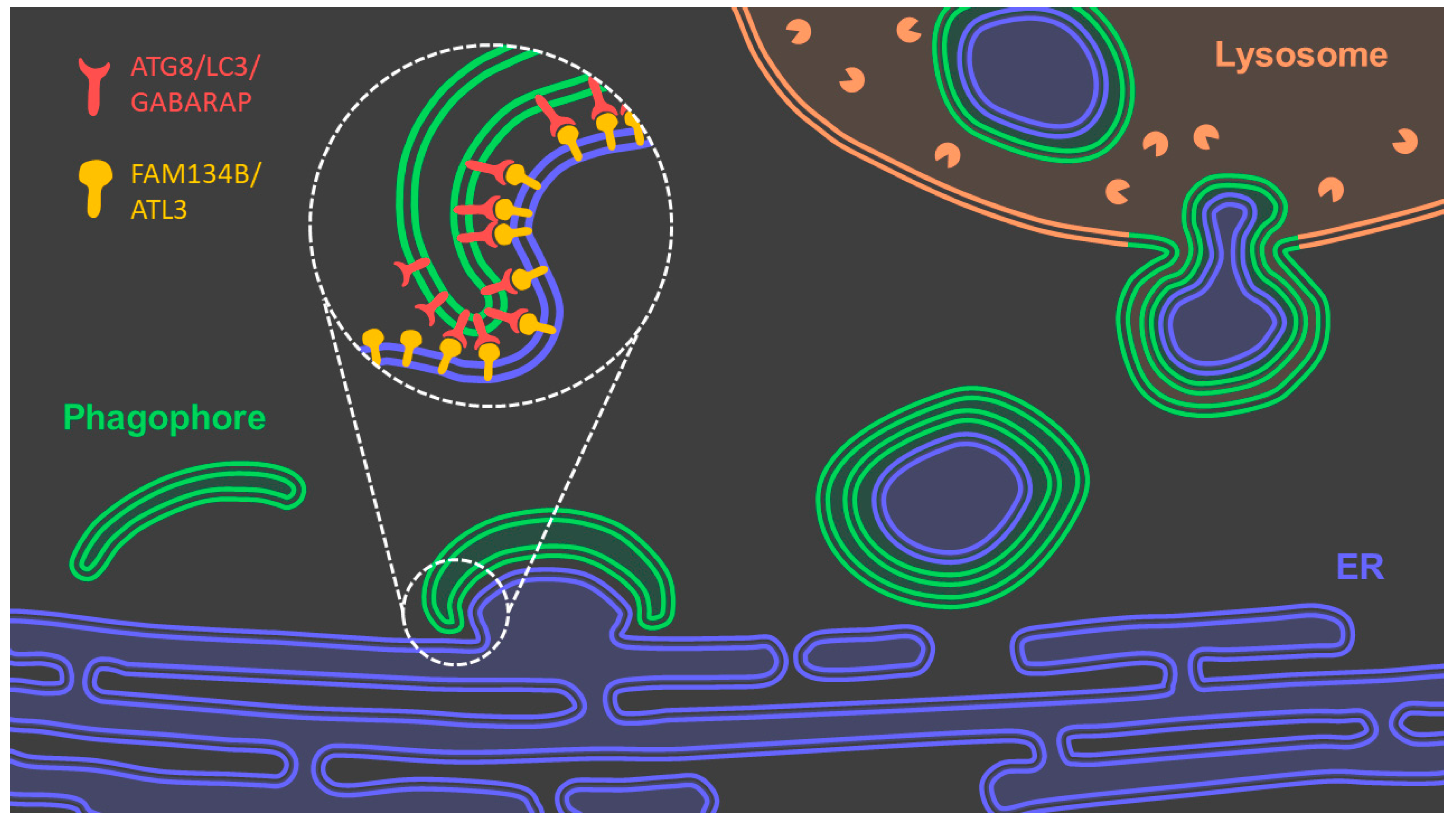 Antioxidants 10 01170 g004