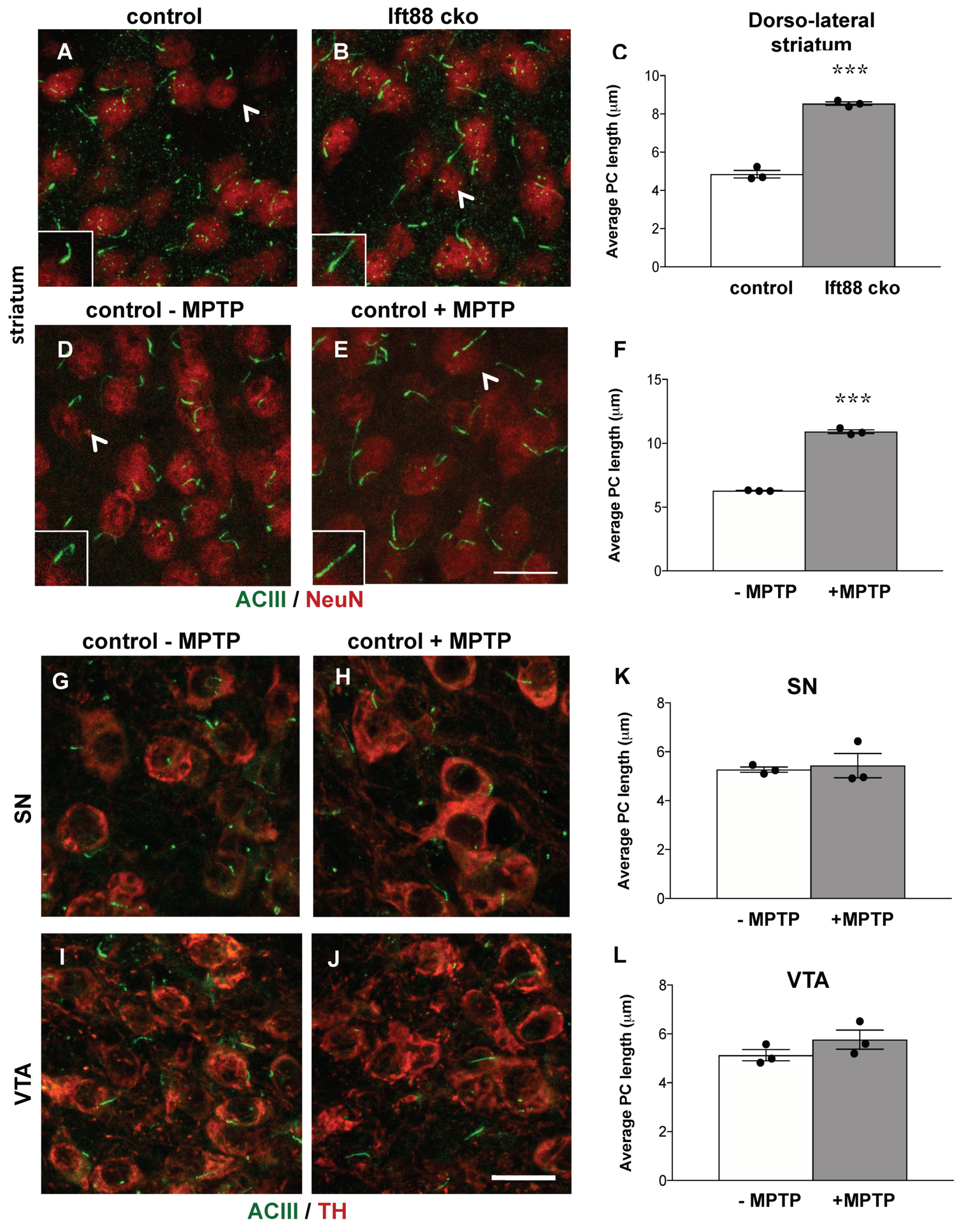 Antioxidants 10 01284 g005
