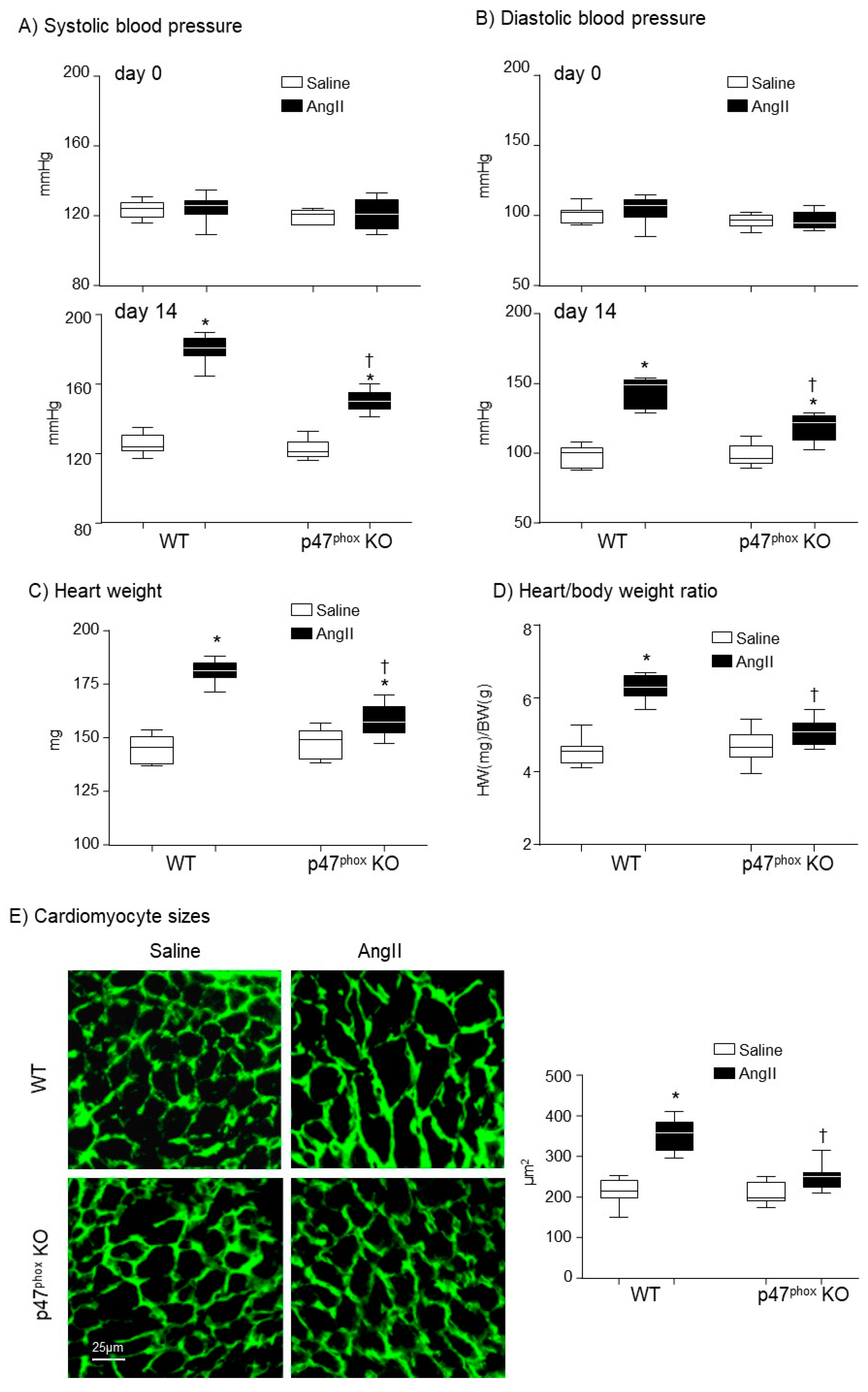 Antioxidants 10 01363 g001