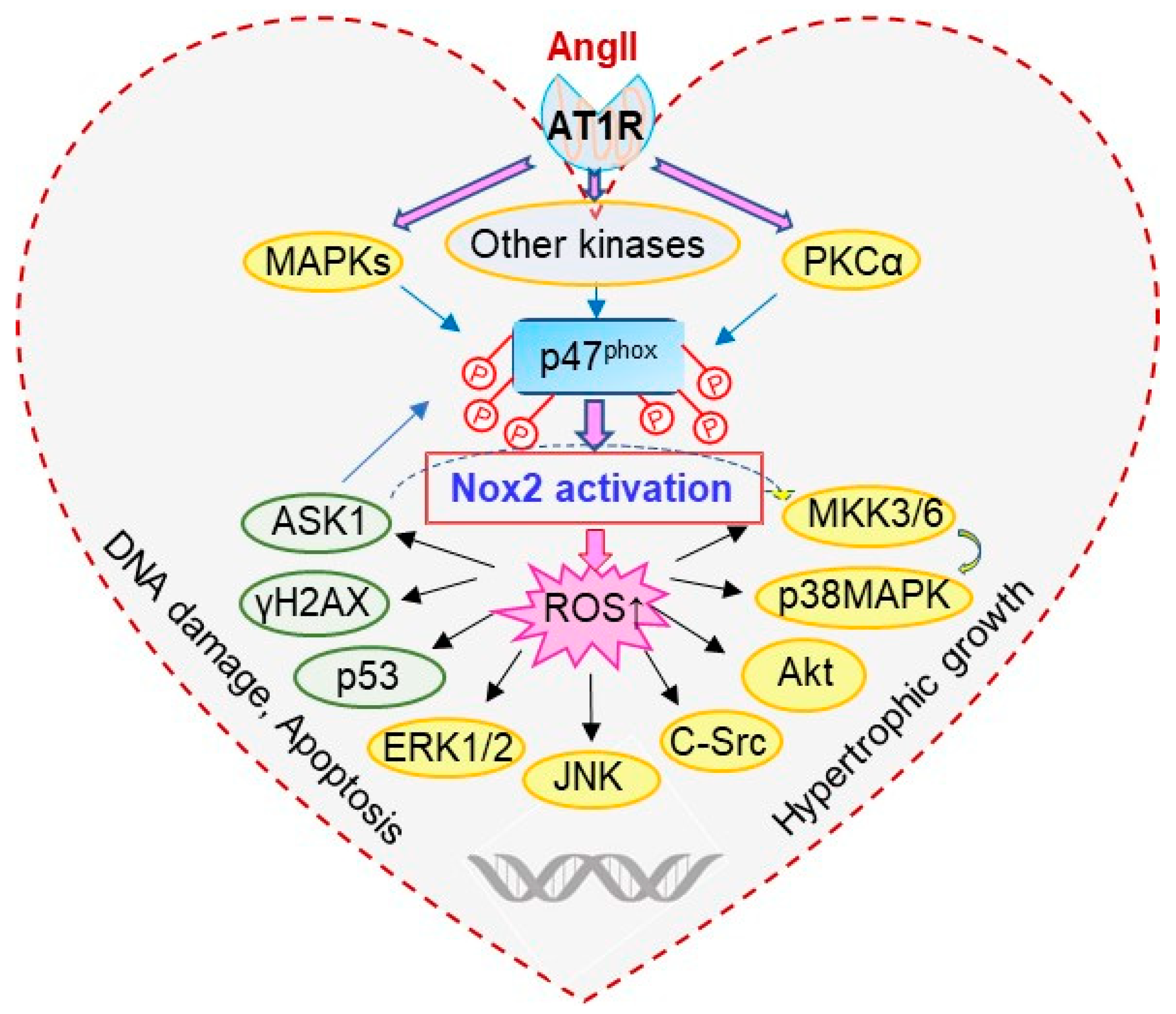 Antioxidants 10 01363 g007