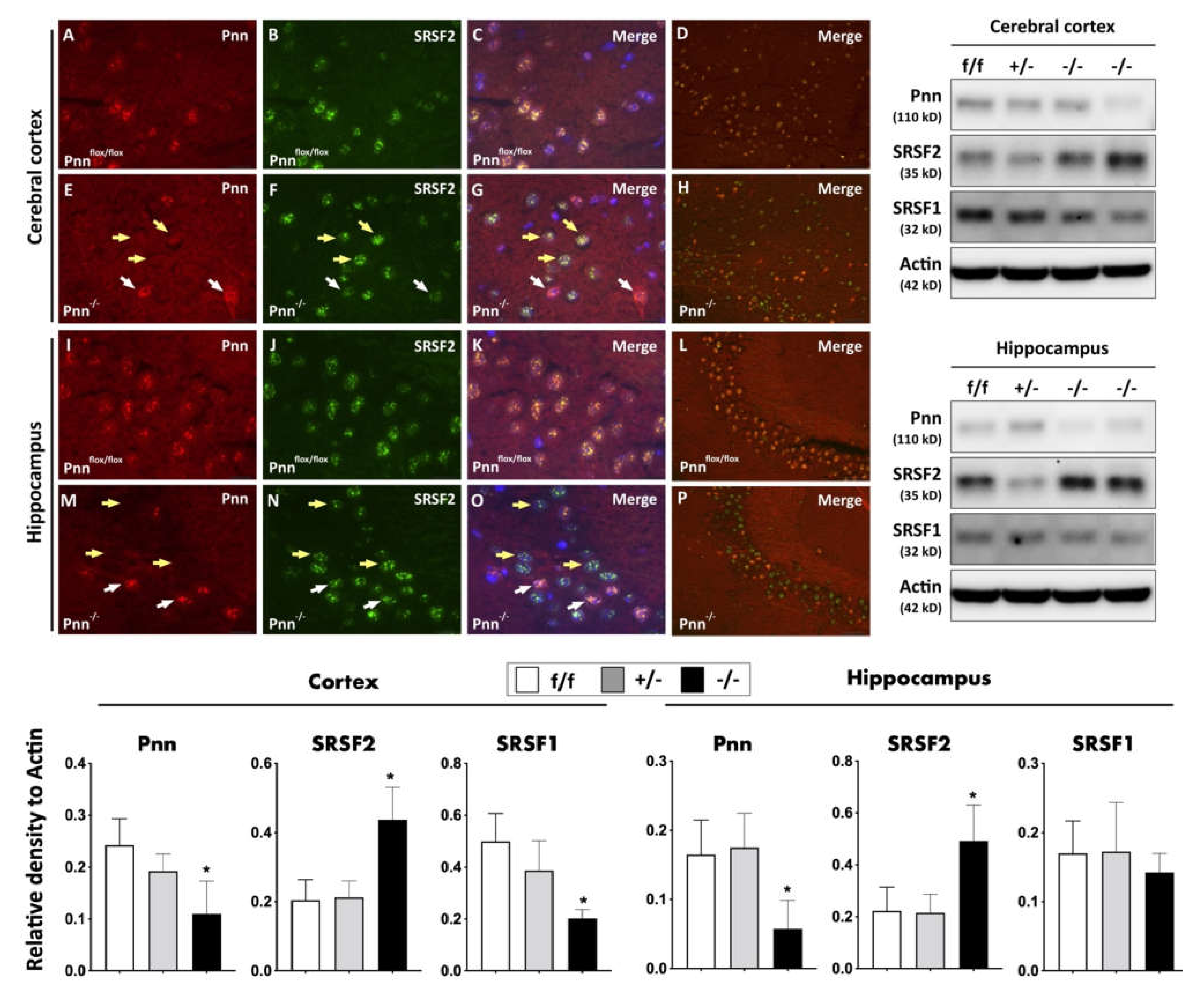 Antioxidants 11 00466 g003