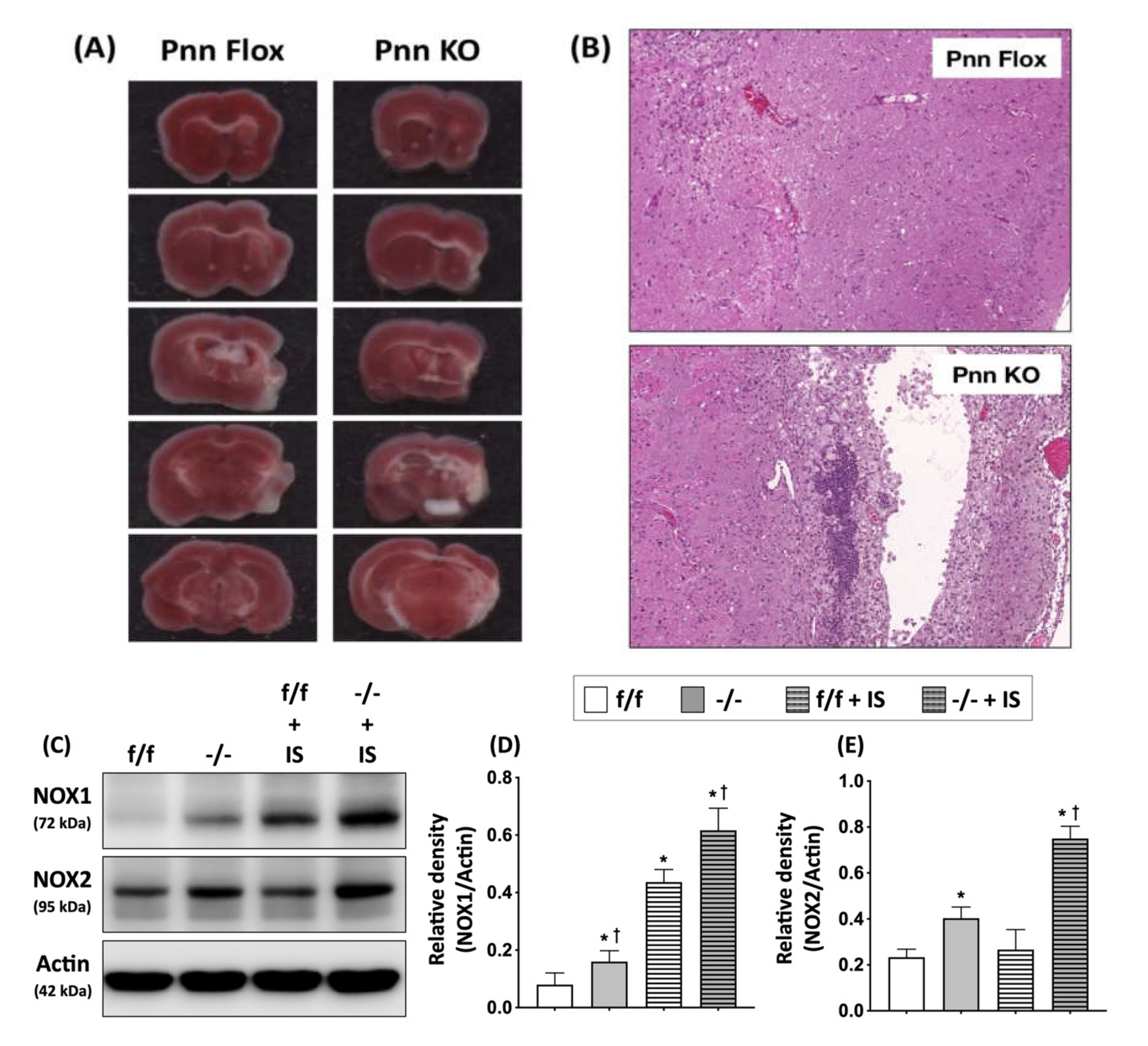 Antioxidants 11 00466 g006