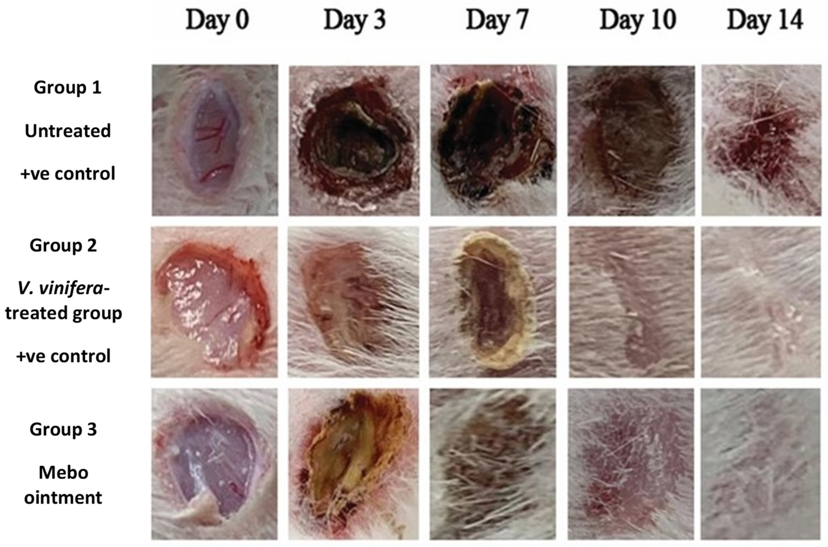 Antioxidants 11 00881 g004