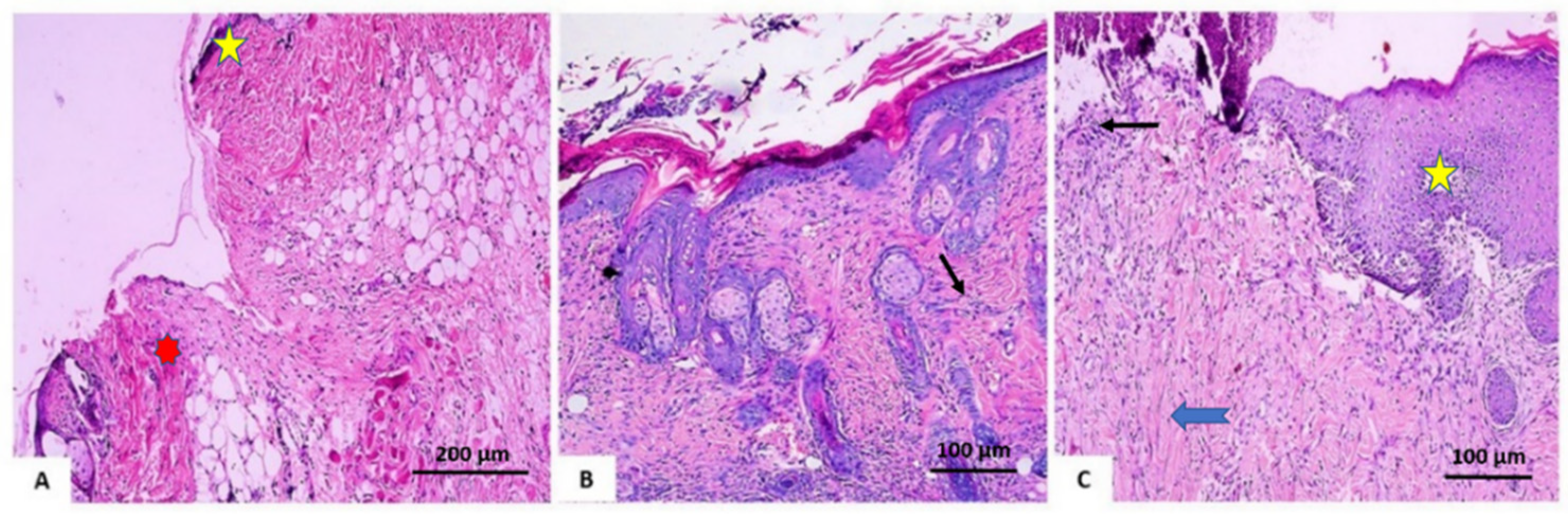 Antioxidants 11 00881 g008