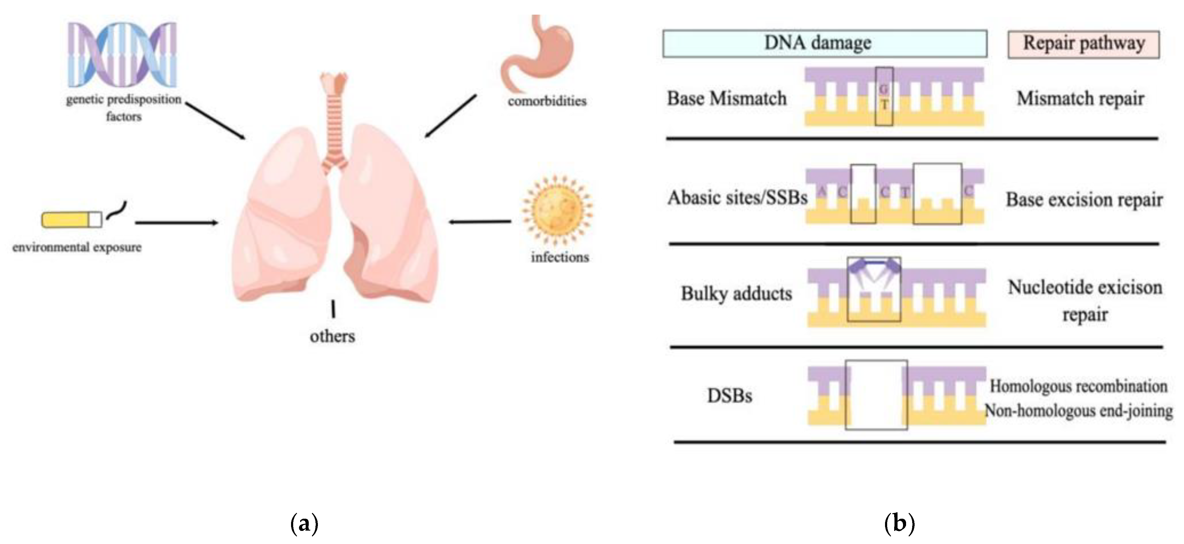 Antioxidants 11 02292 g001