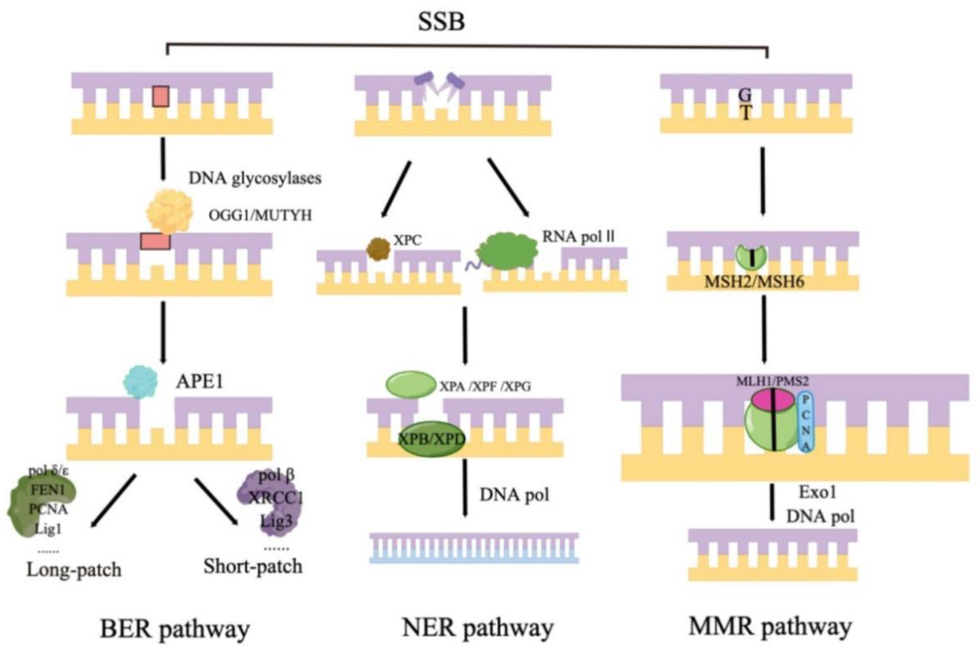 Antioxidants 11 02292 g002