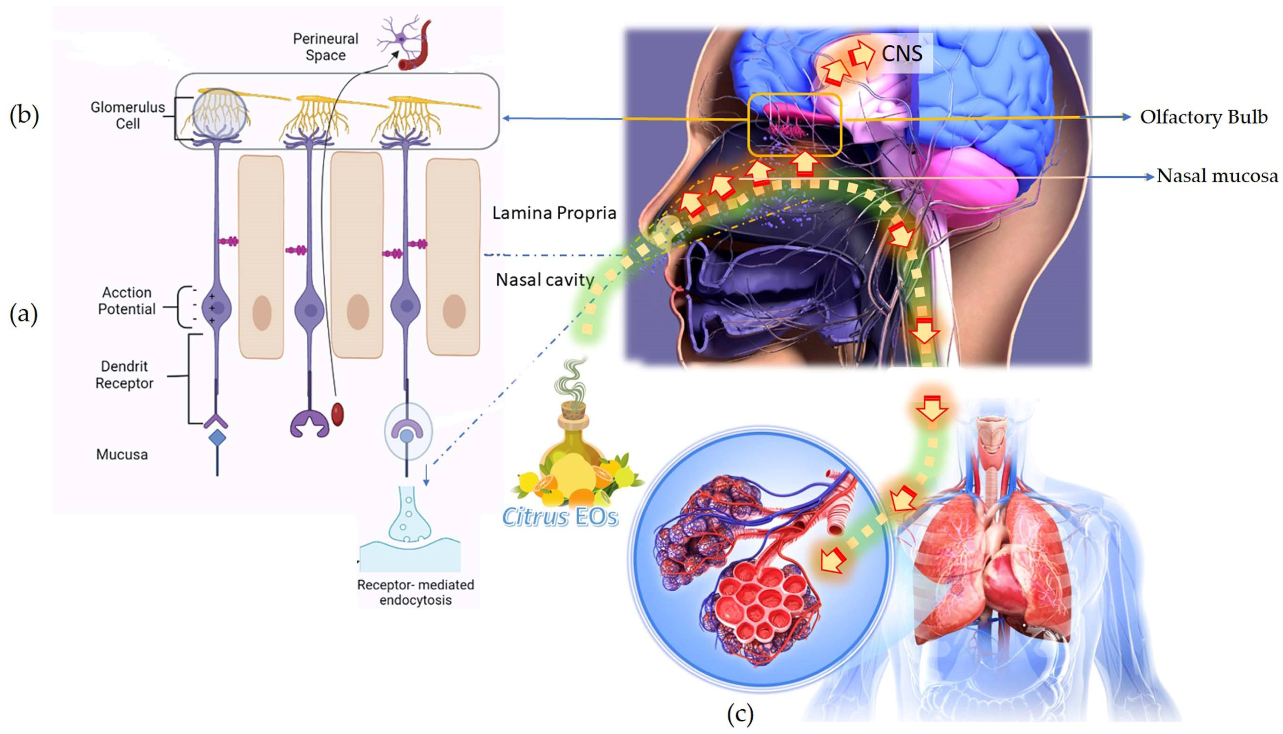 Antioxidants 11 02374 g003