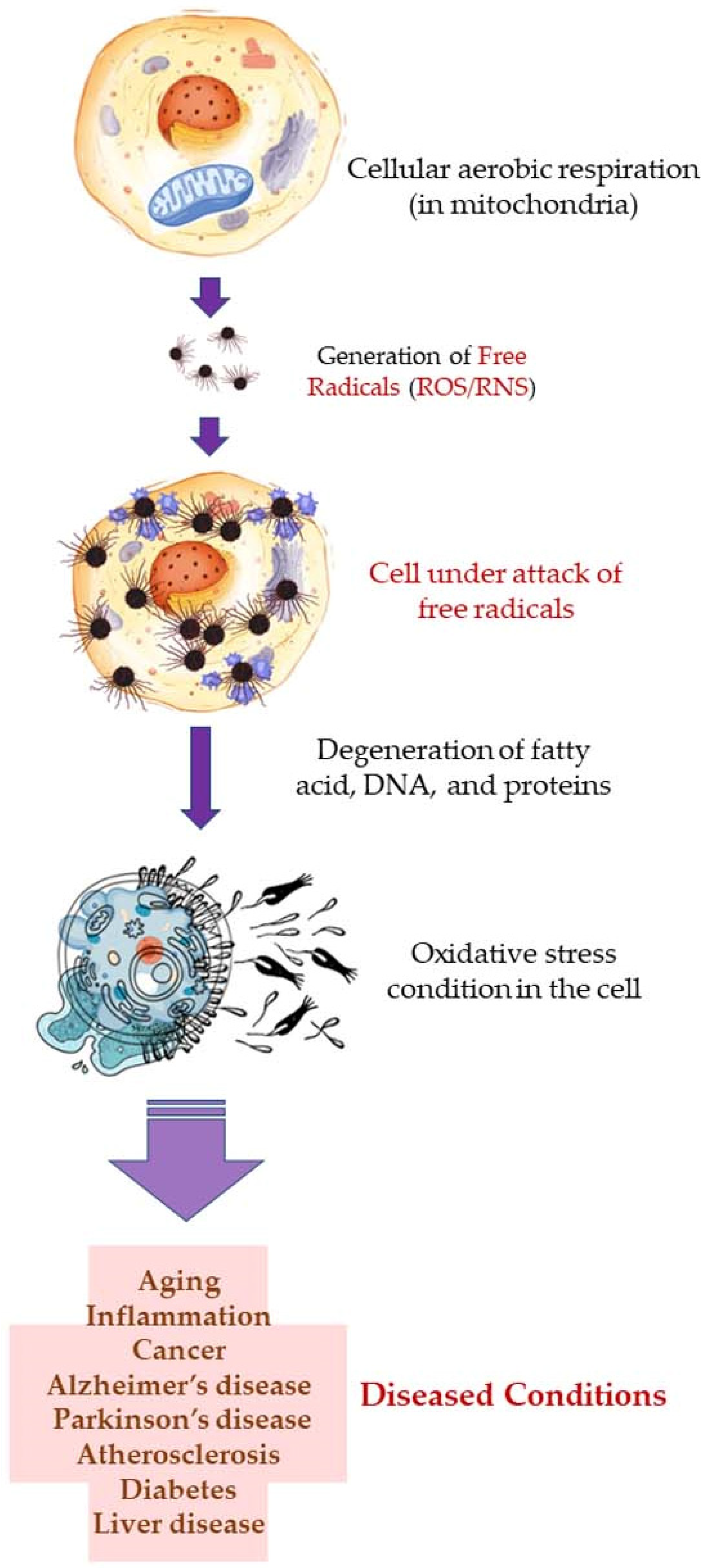 Antioxidants 11 02374 g007