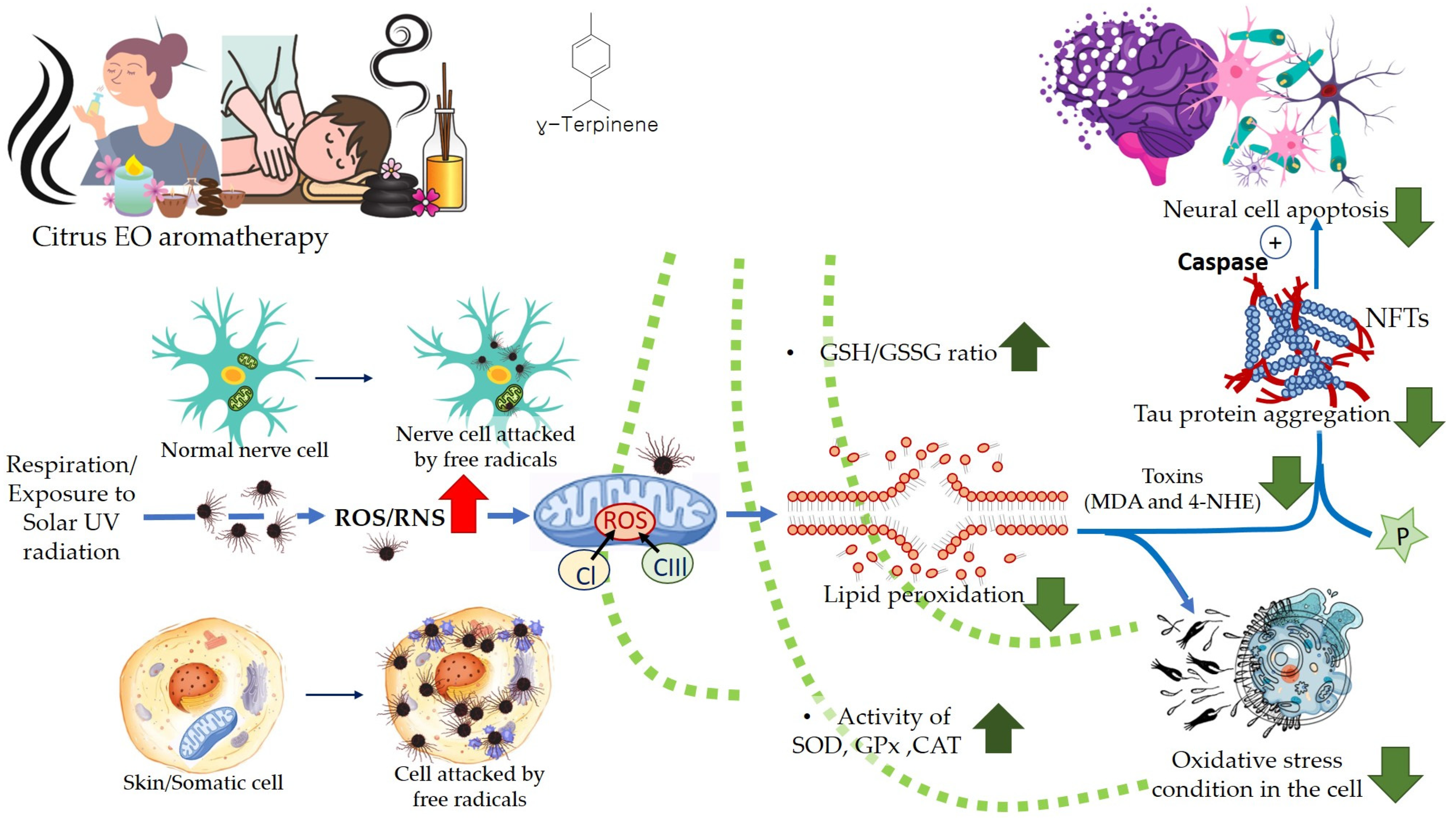 Antioxidants 11 02374 g009