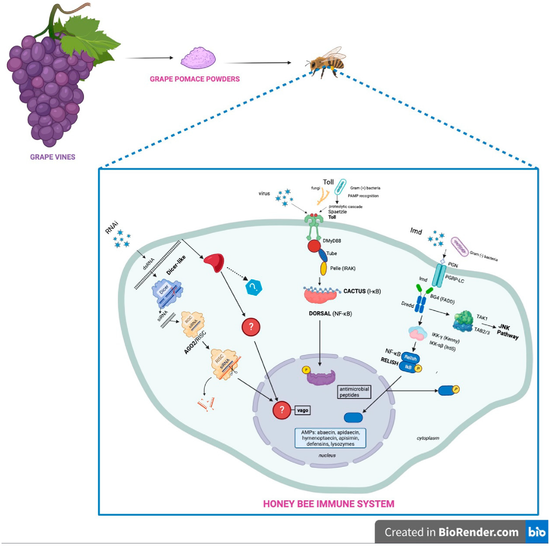 Antioxidants 12 00054 g001