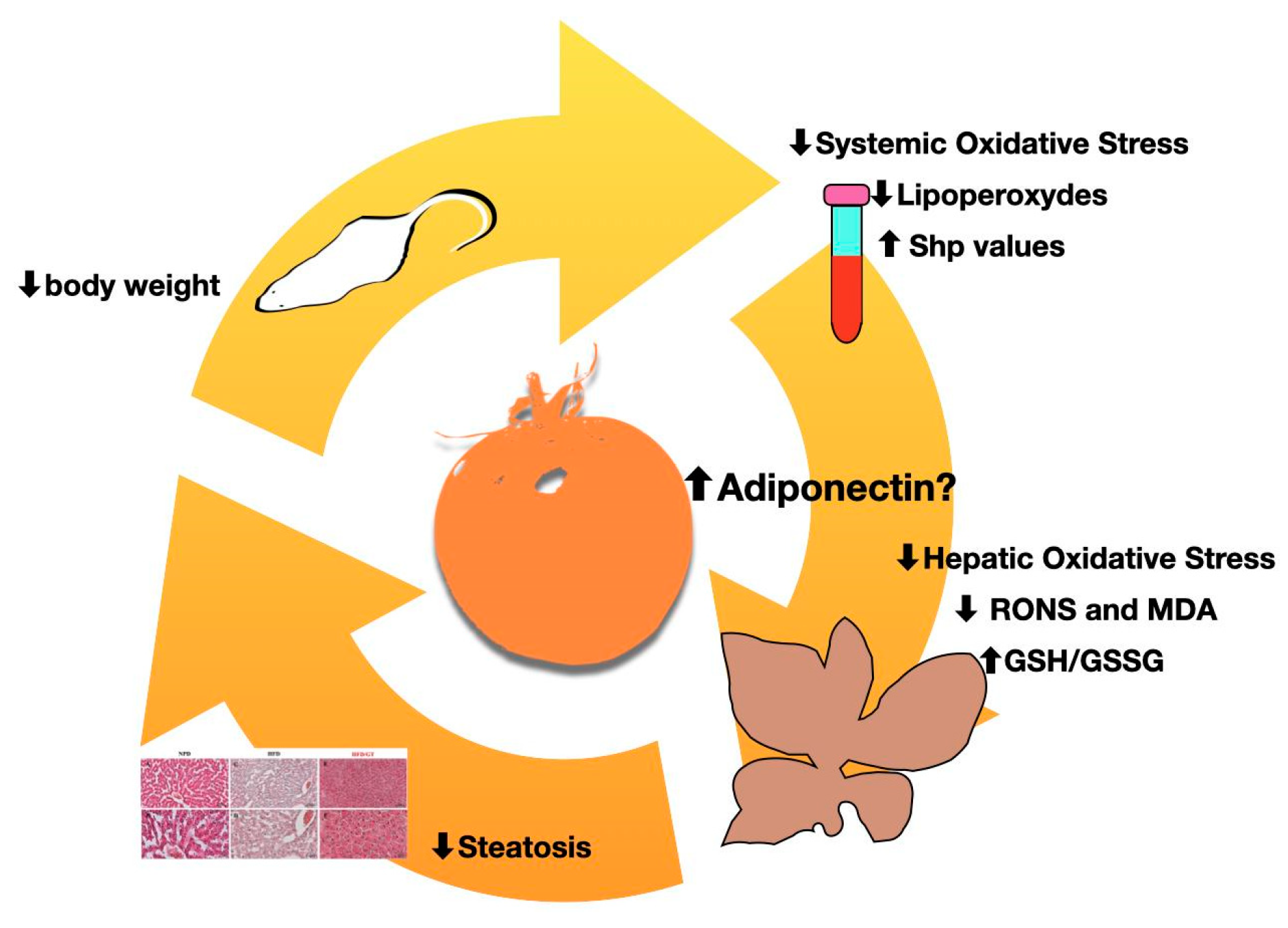 Antioxidants 12 01121 g010
