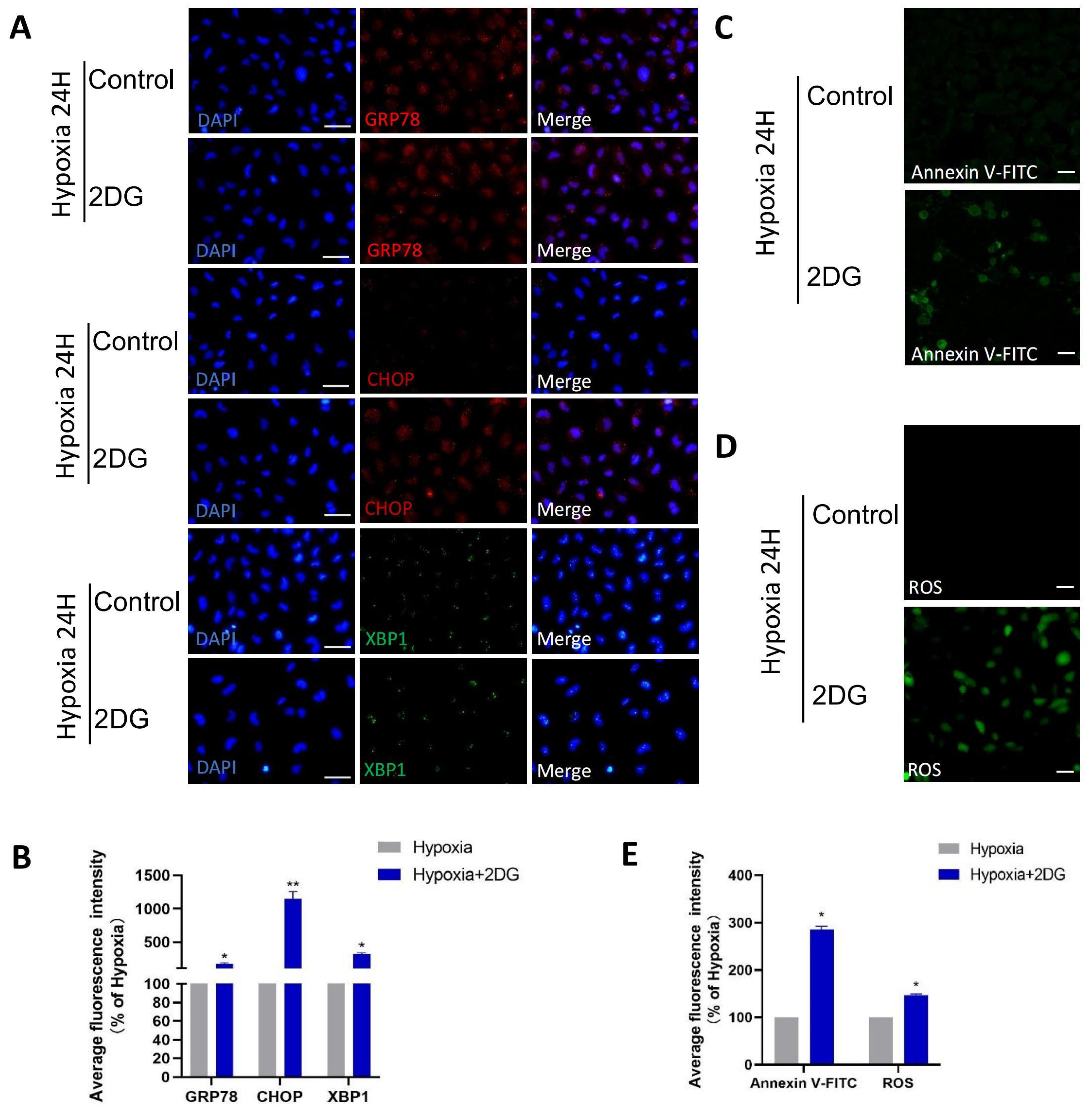 Antioxidants 12 01304 g005