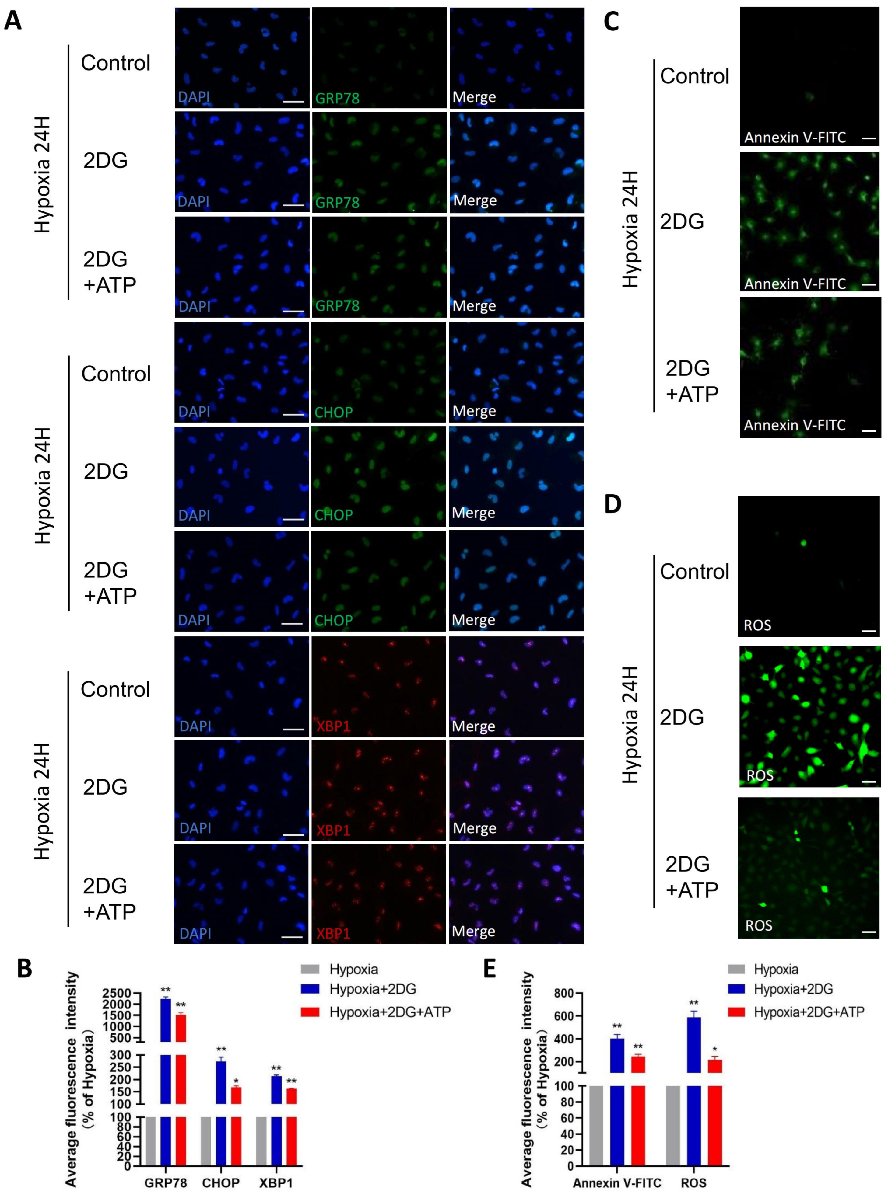 Antioxidants 12 01304 g006