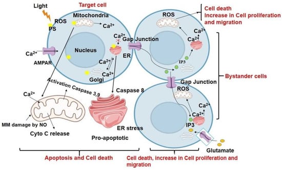 Antioxidants Free Full Text Understanding The Photodynamic Therapy