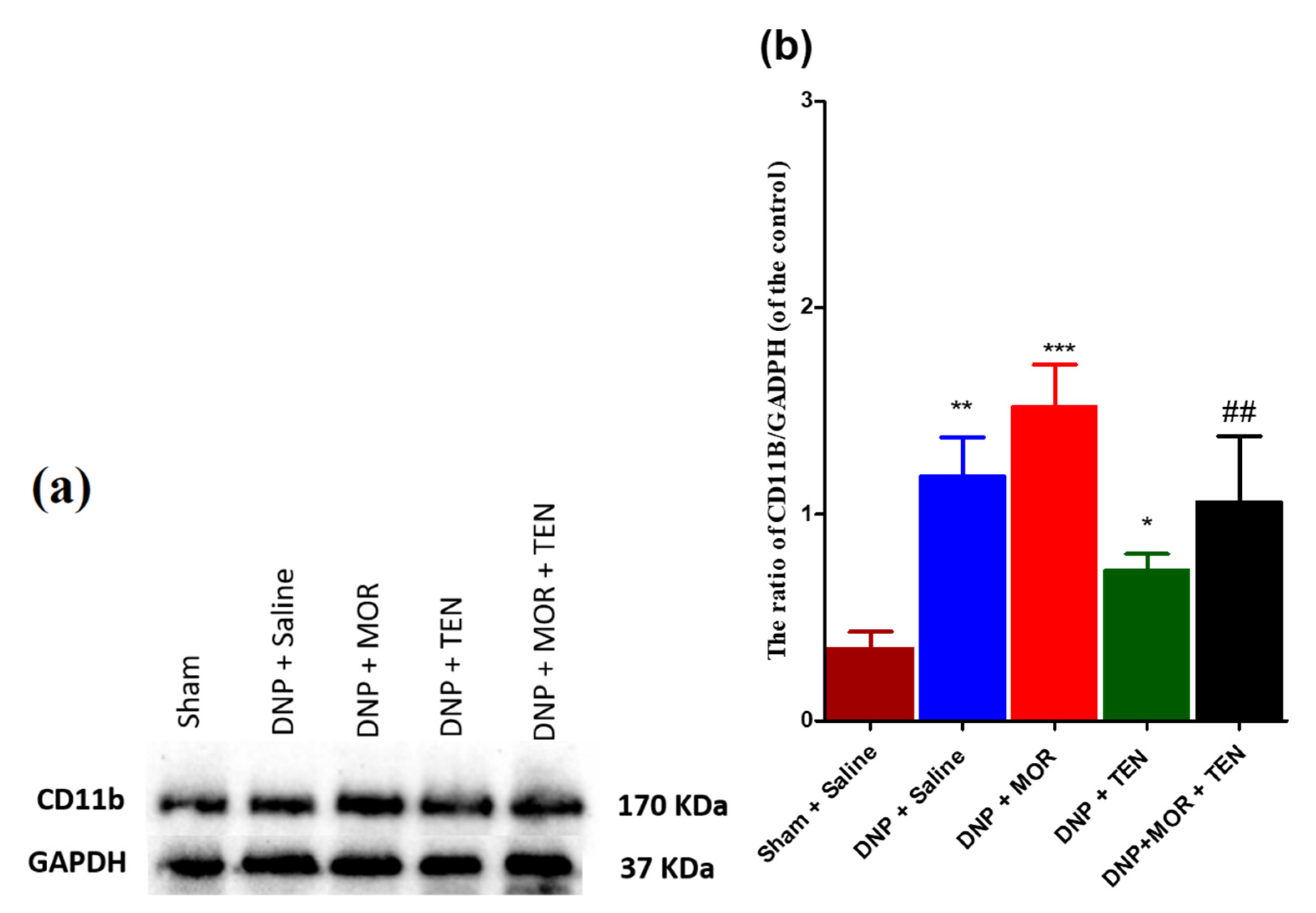 Antioxidants 12 01478 g007