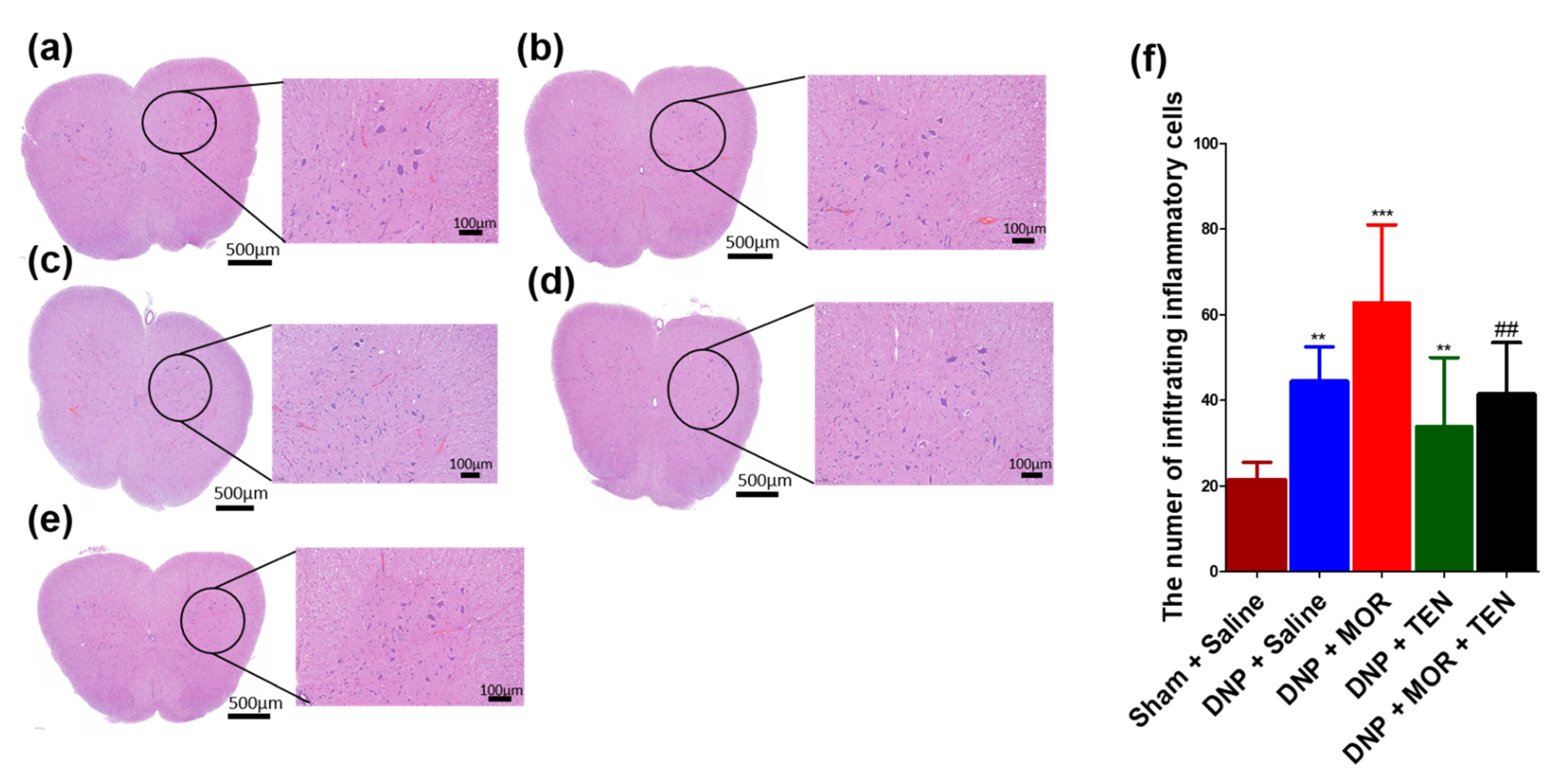 Antioxidants 12 01478 g009