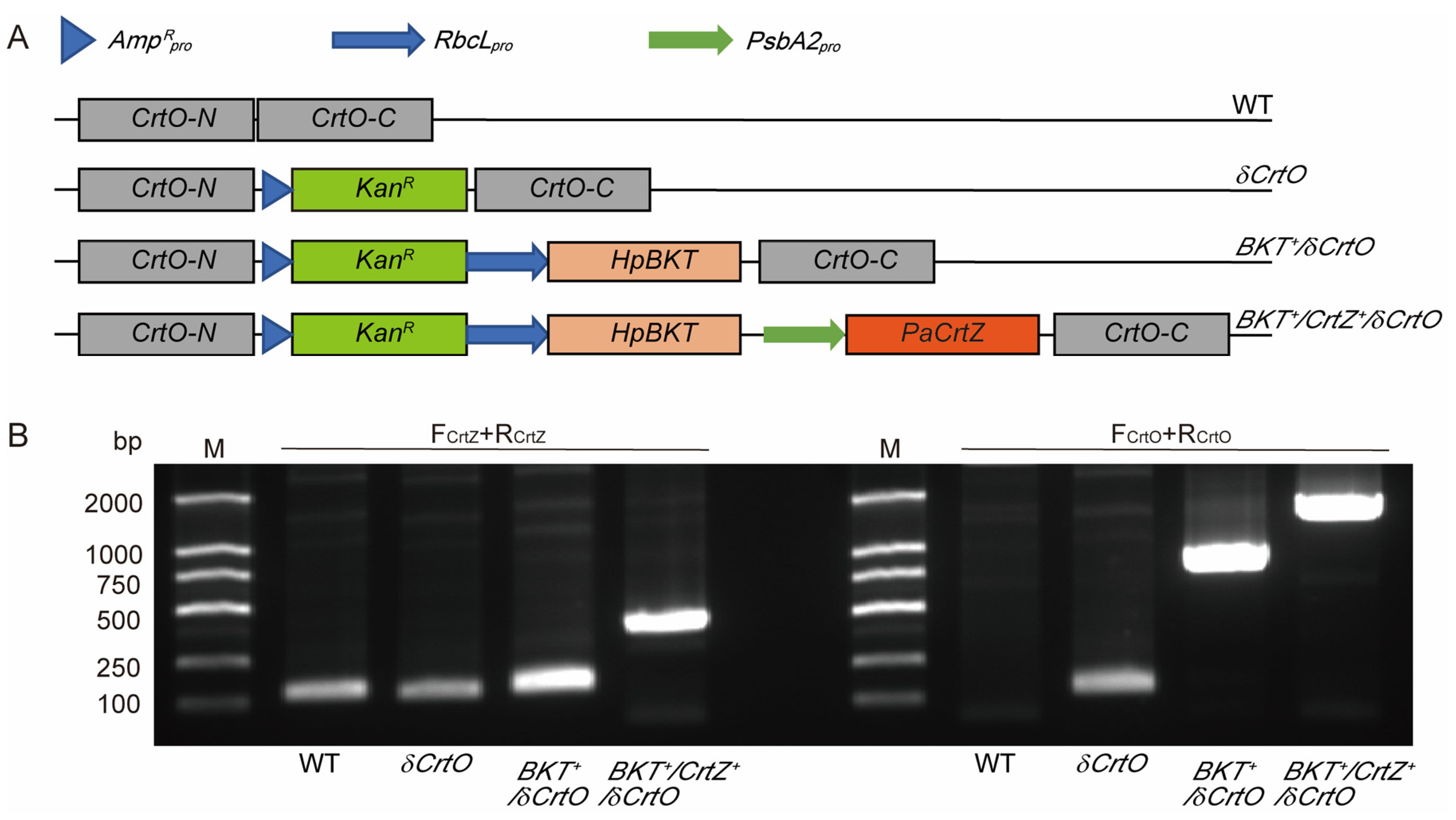 Antioxidants 12 01826 g002