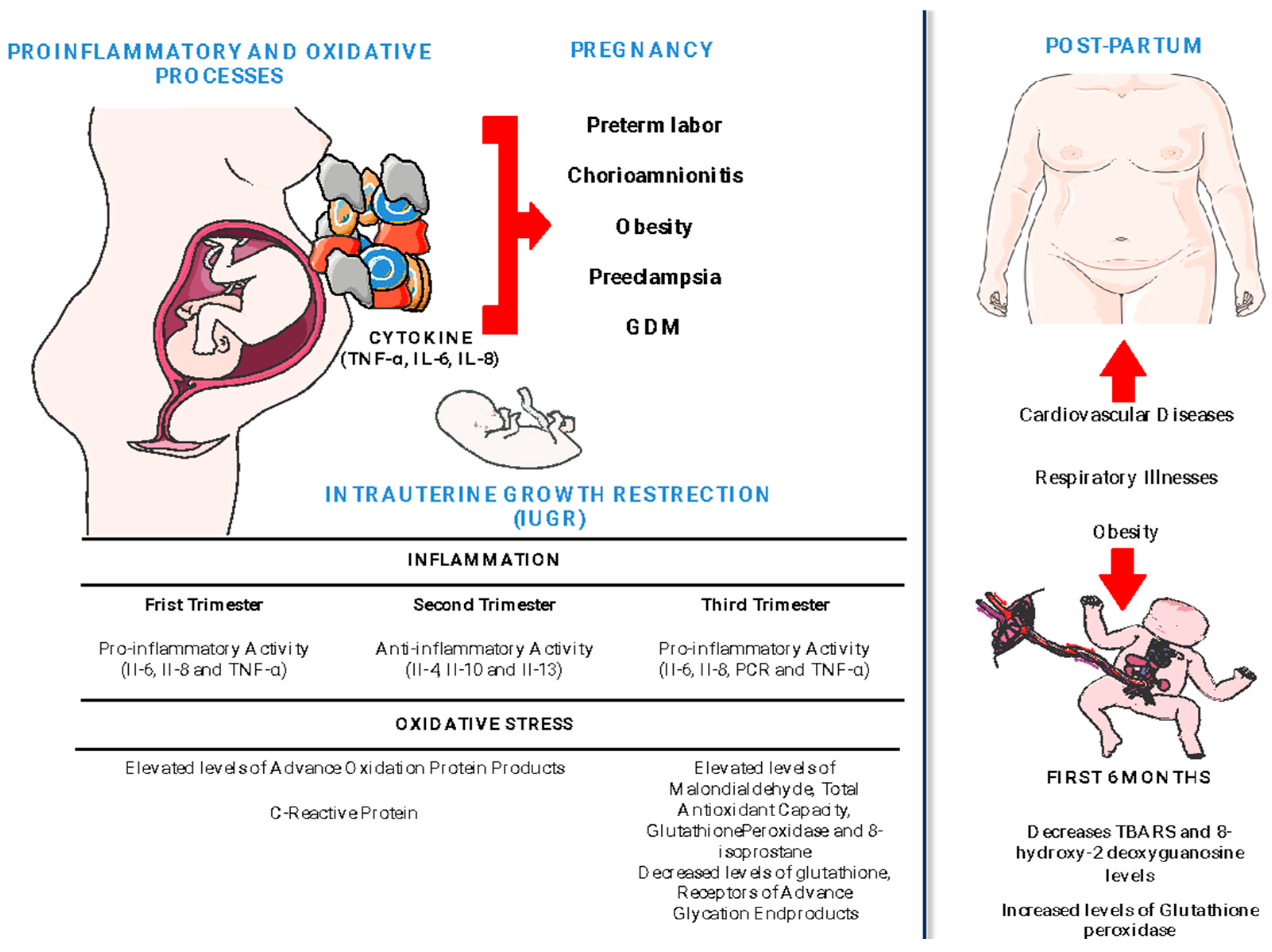 Antioxidants 12 01894 g001 Antioxidants 12 01894 g001