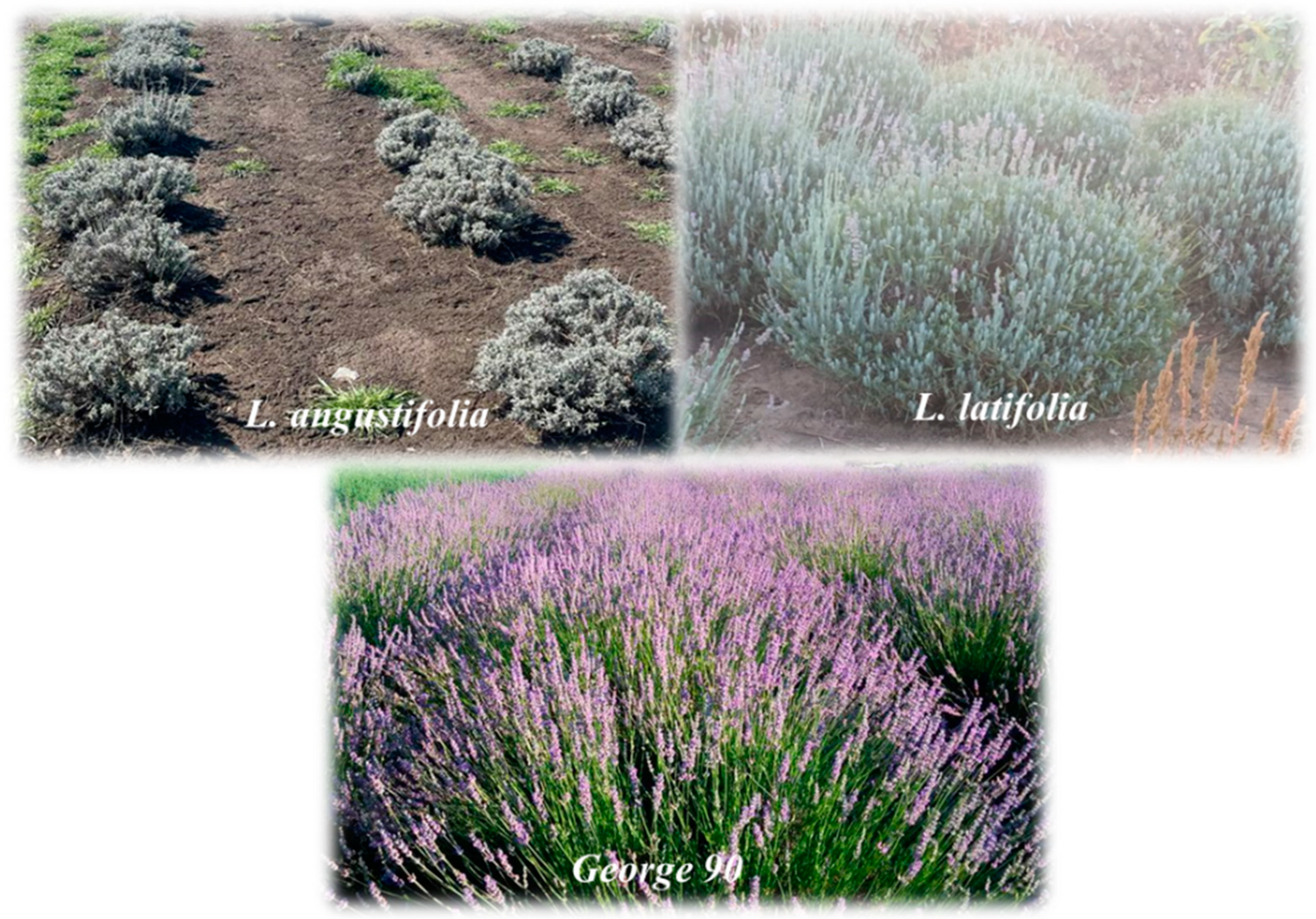 Antioxidants 12 02127 g001