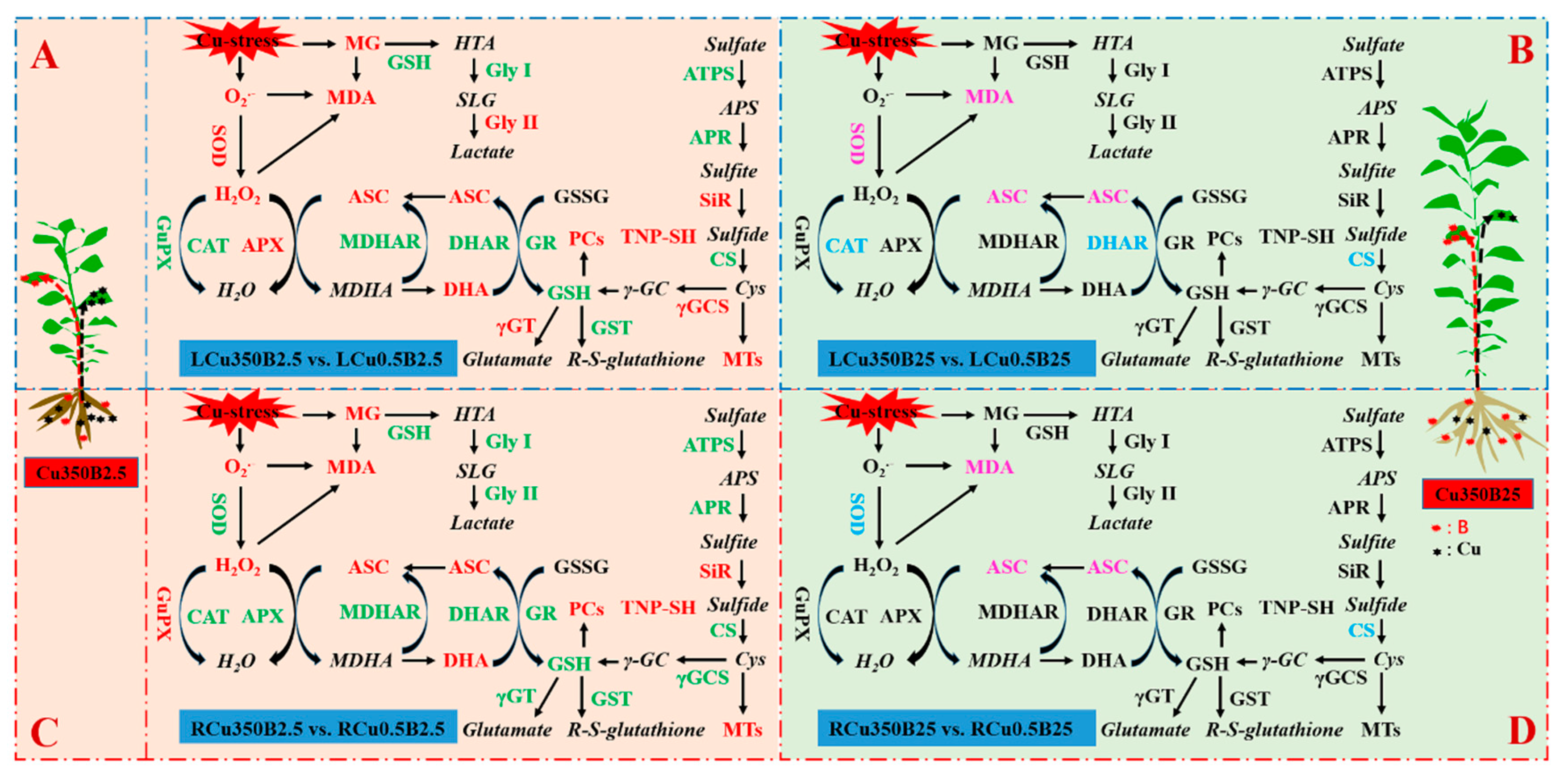 Antioxidants 13 00268 g007