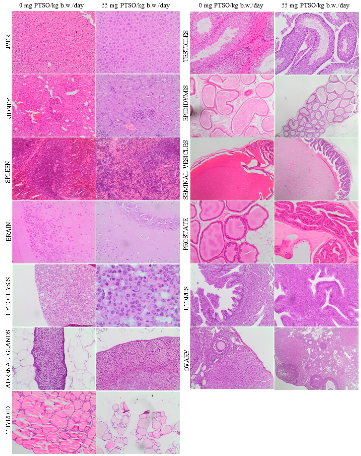 Antioxidants 13 00350 g008 Antioxidants 13 00350 g008