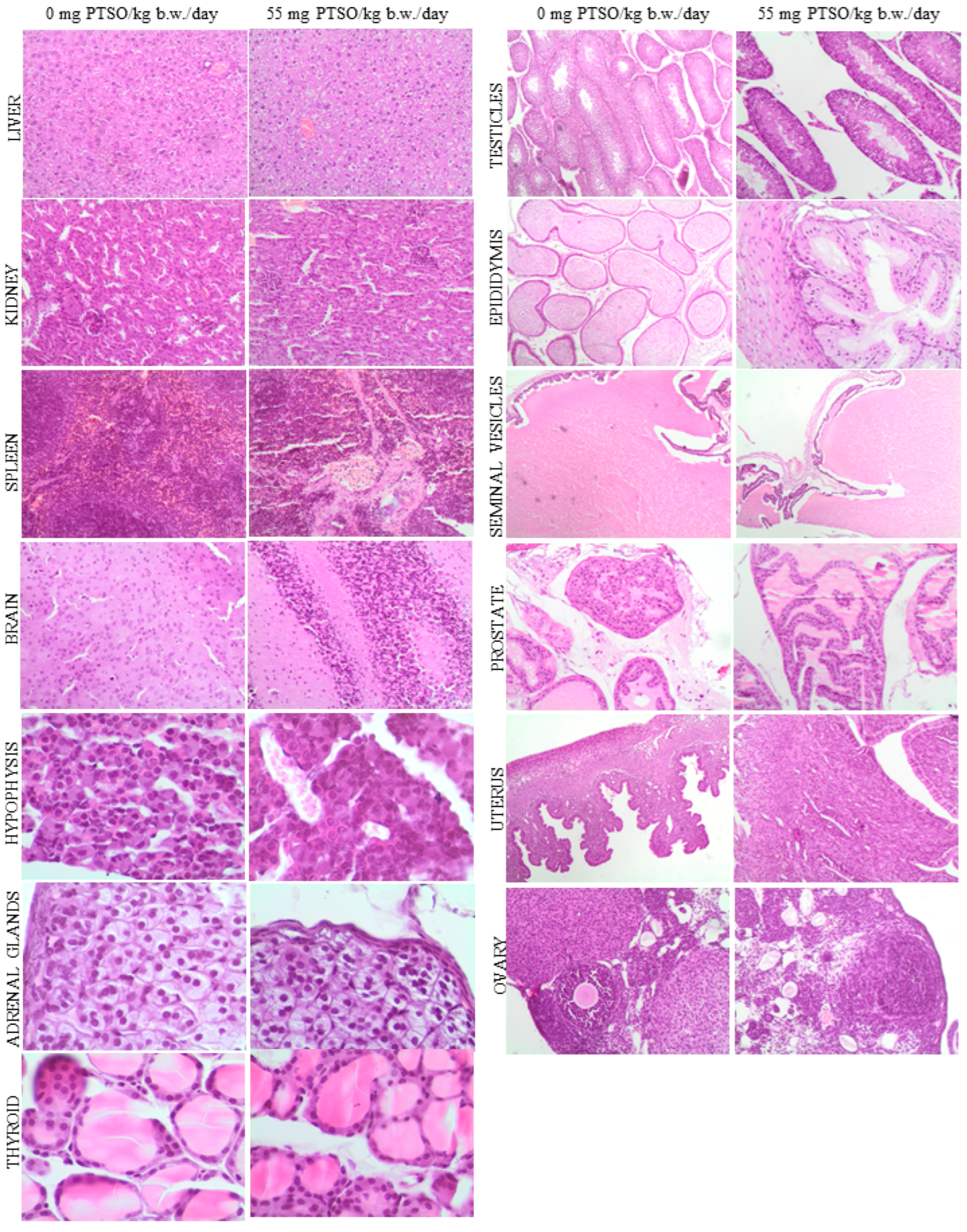 Antioxidants 13 00350 g009 Antioxidants 13 00350 g009