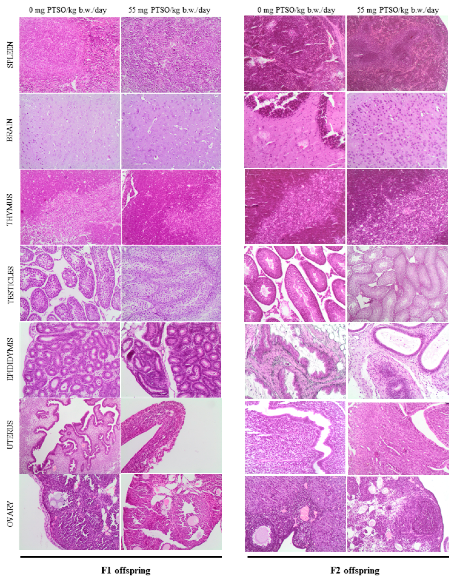 Antioxidants 13 00350 g010 Antioxidants 13 00350 g010