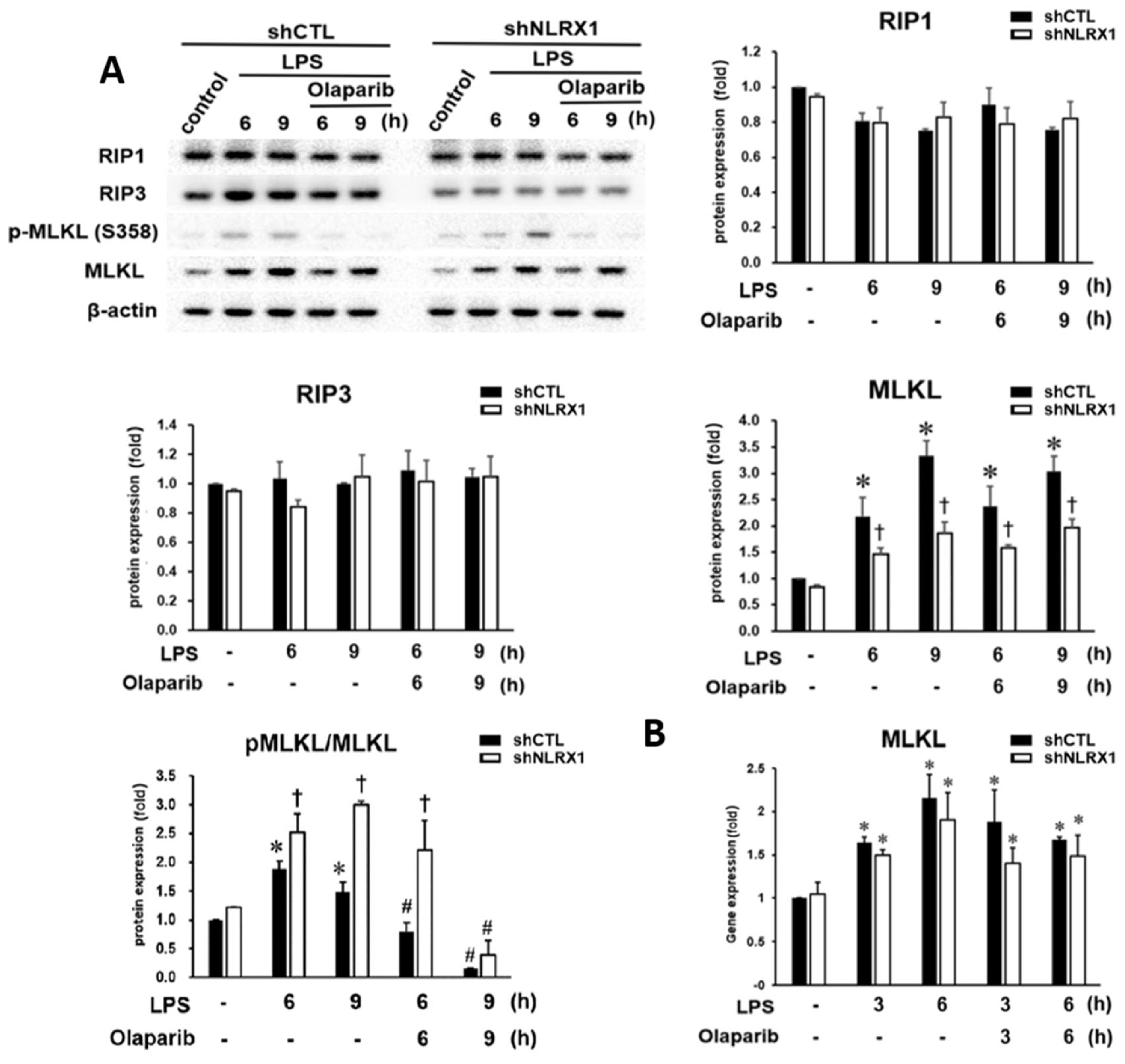 Antioxidants 13 00481 g003