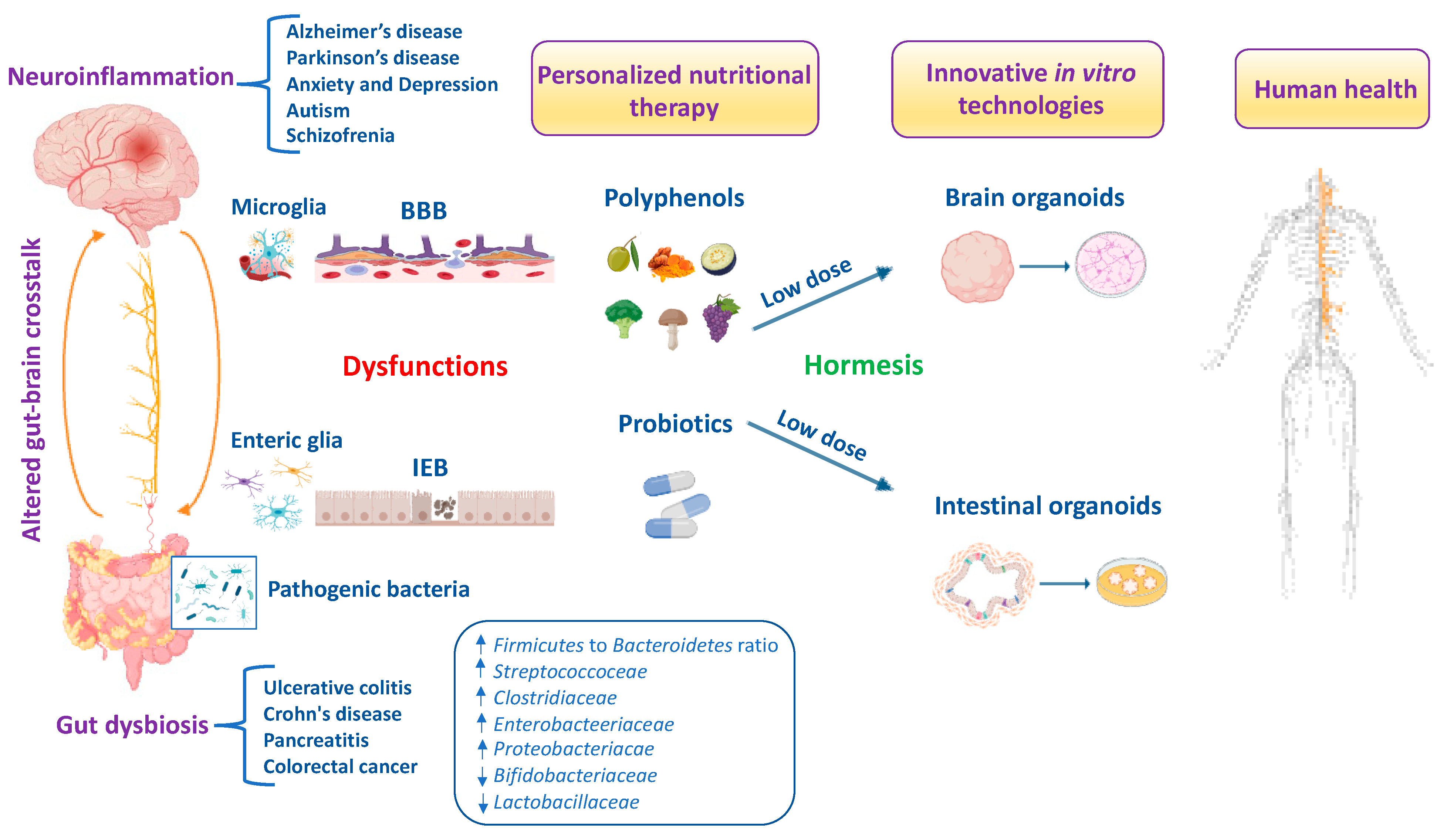 Antioxidants 13 00484 g004