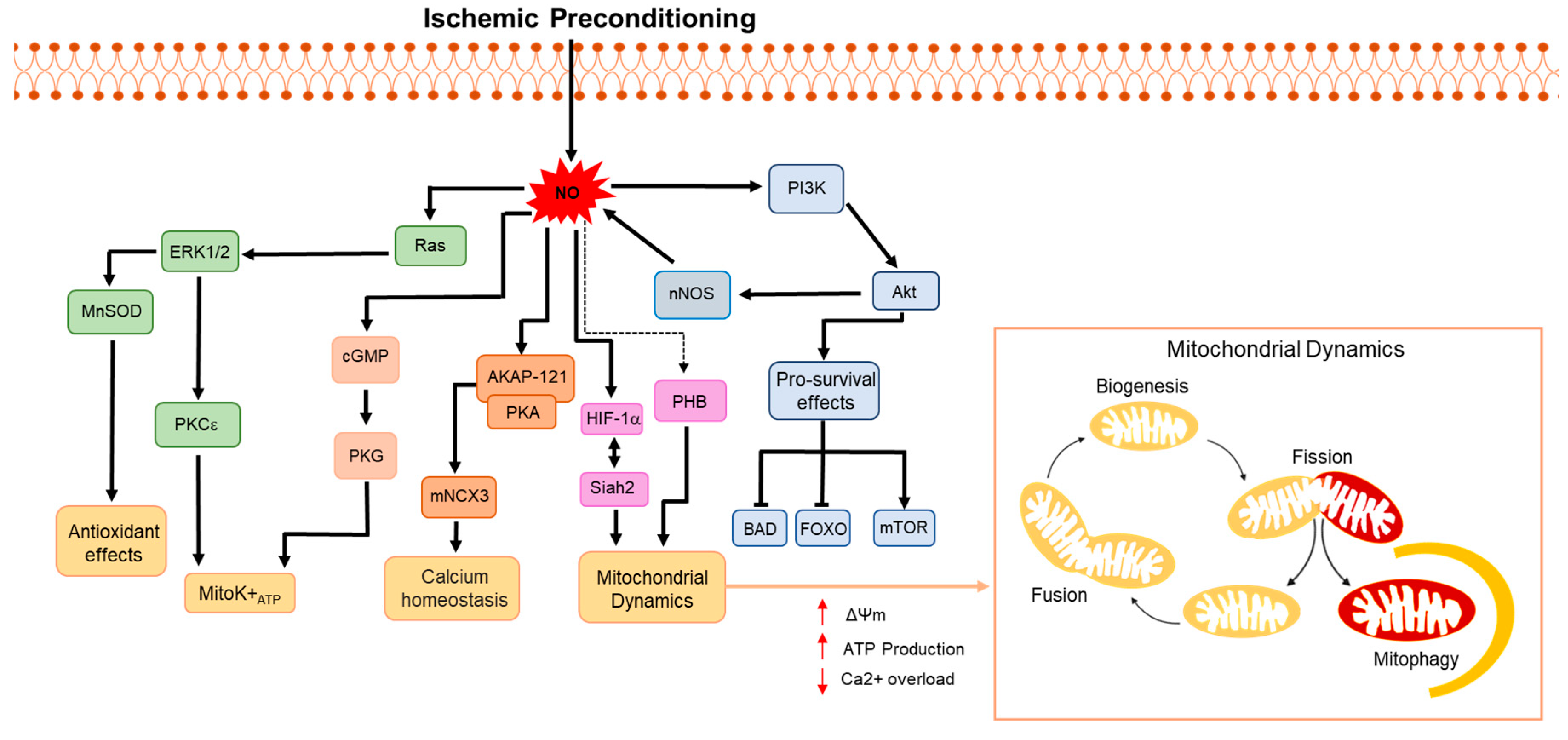 Antioxidants 13 00547 g002