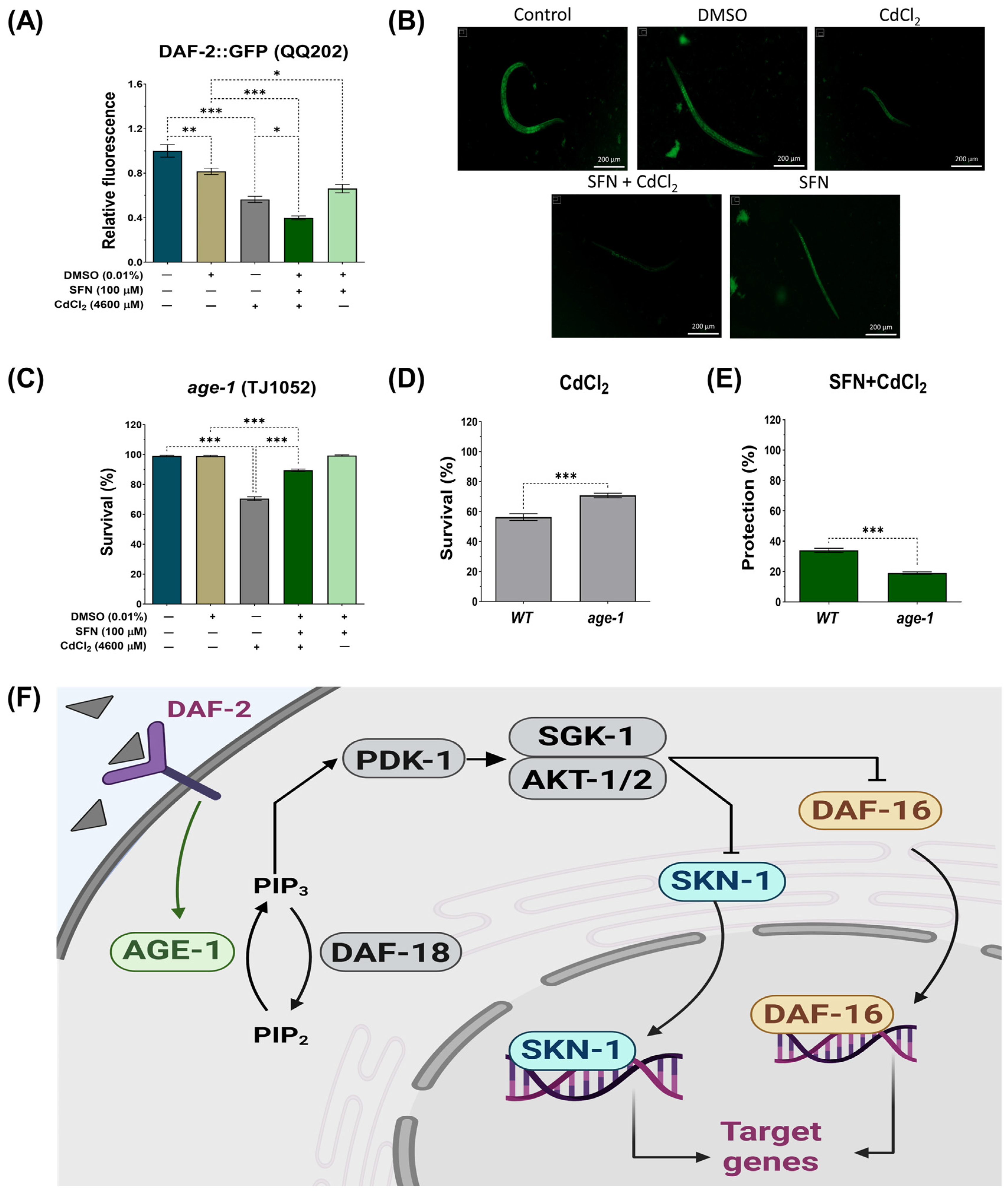 Antioxidants 13 00584 g008