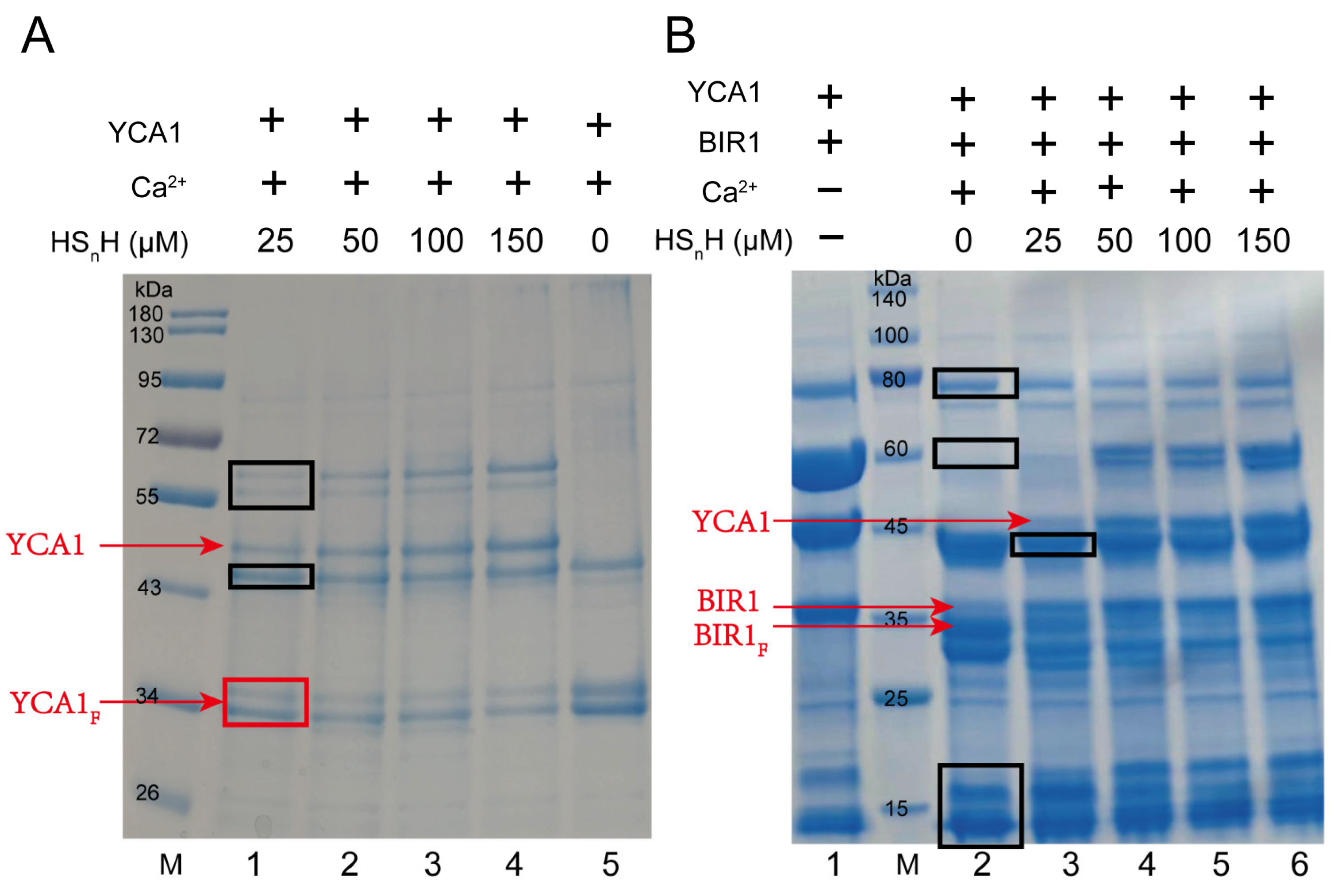 Antioxidants 13 00589 g001