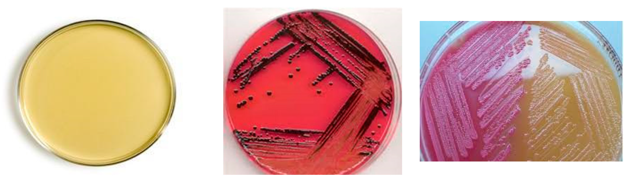 Applmicrobiol 04 00053 g001