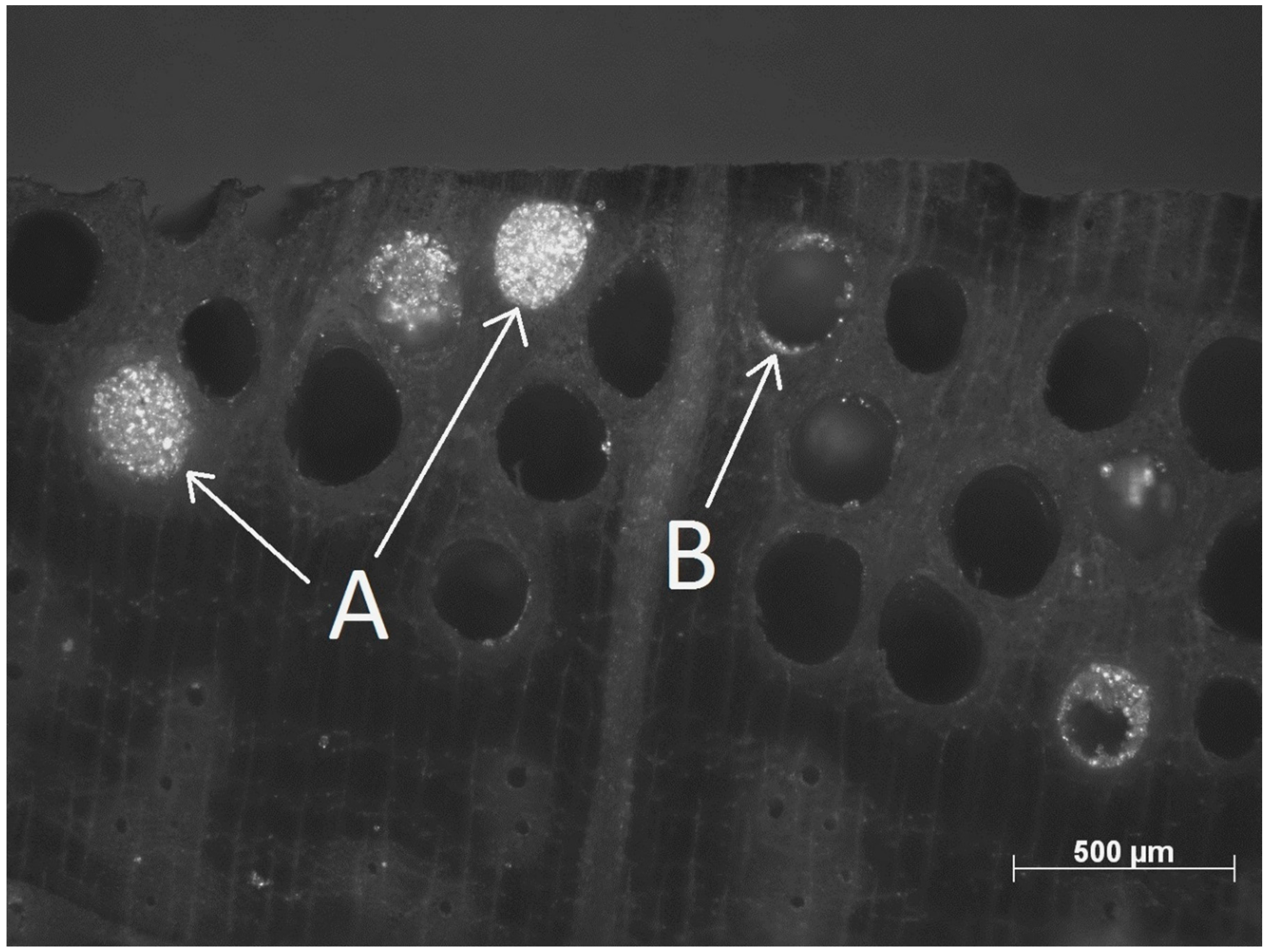 Applsci 08 02696 g007