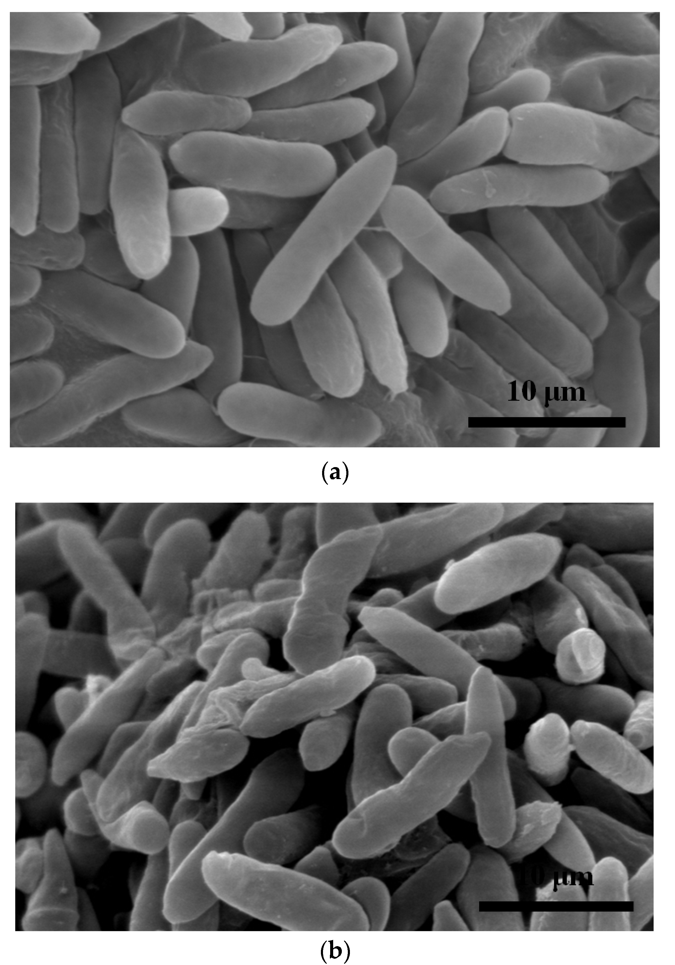 Applsci 10 02260 g010 Applsci 10 02260 g010