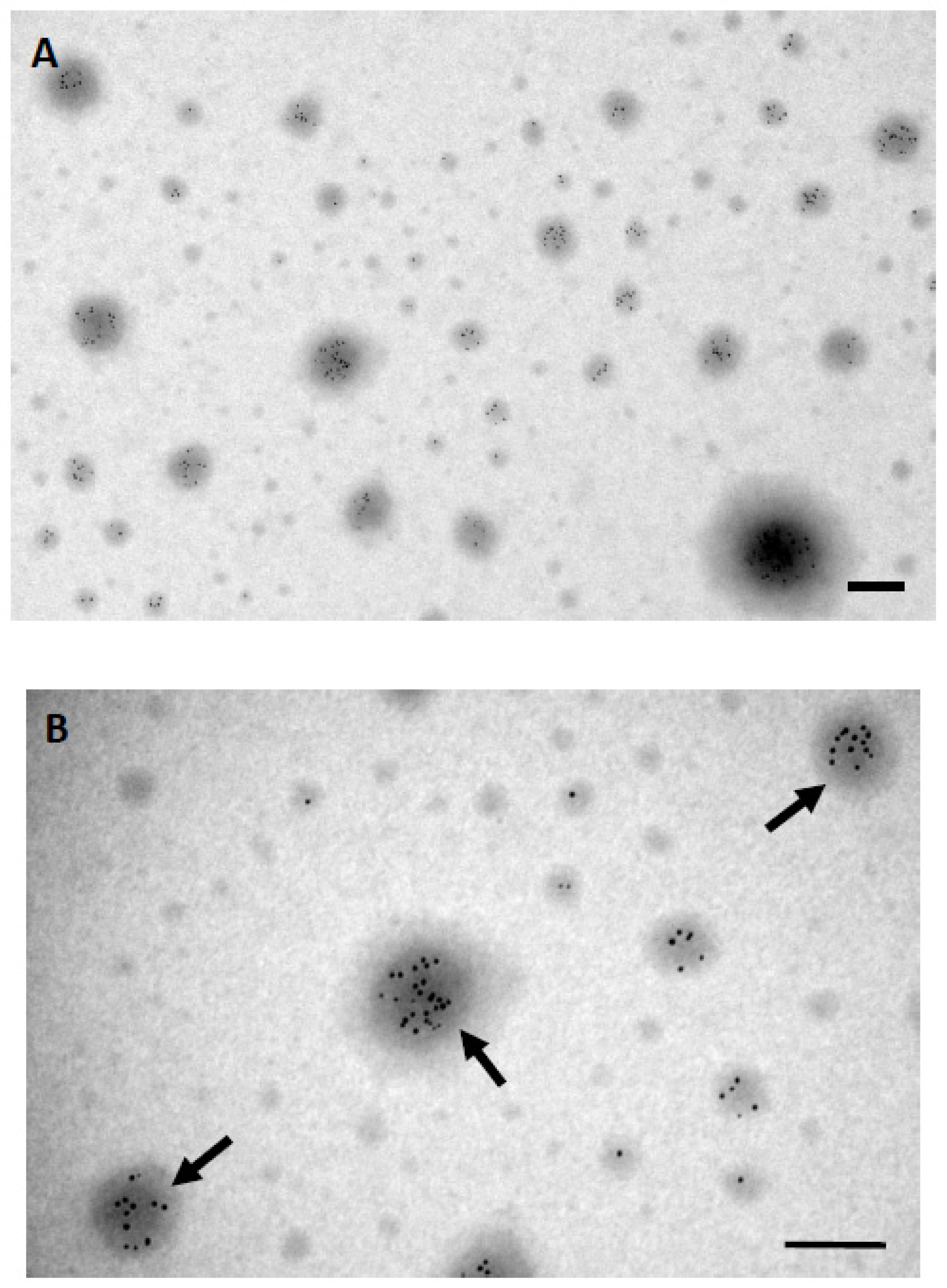 Applsci 10 04946 g004