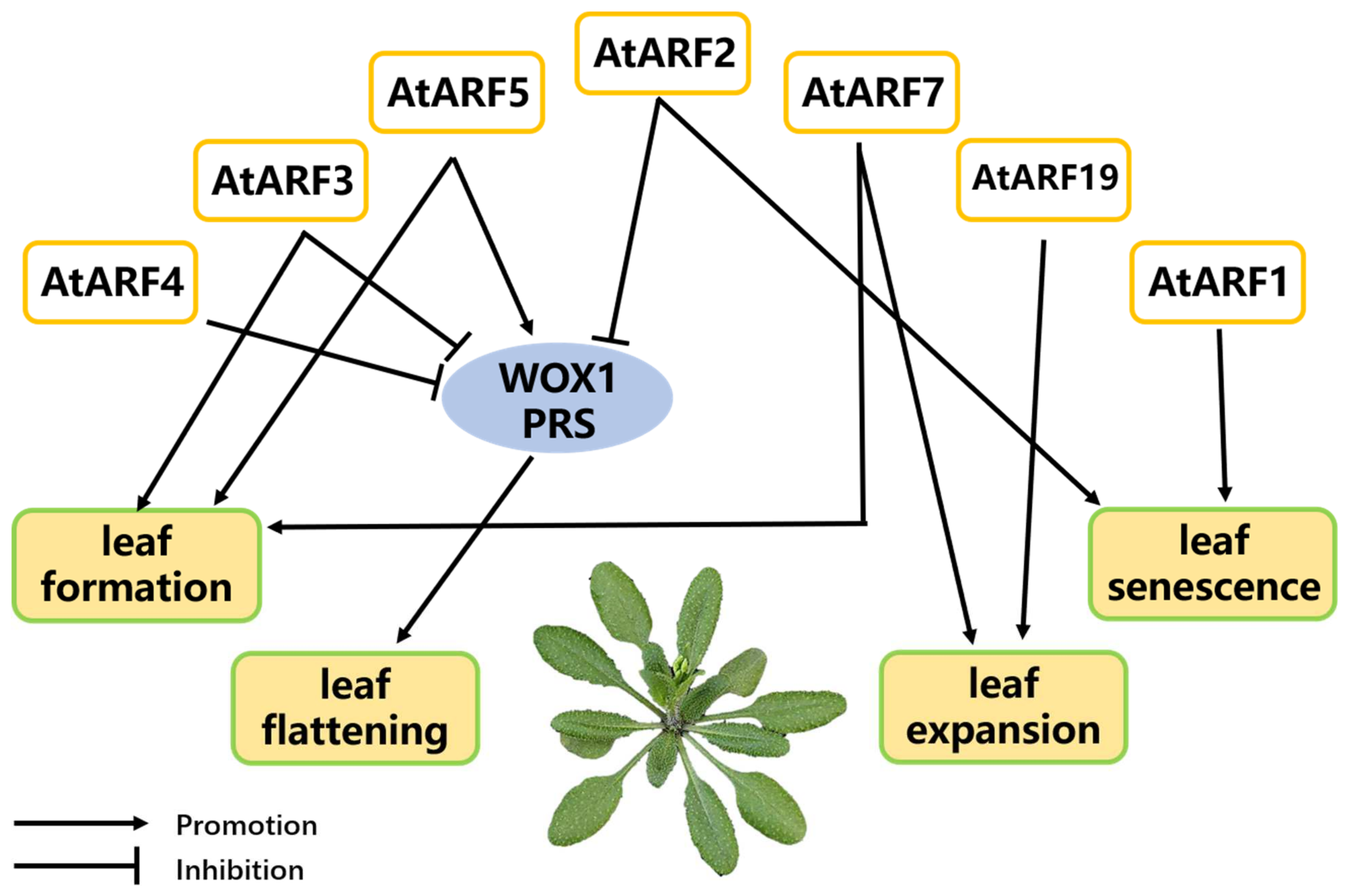 Applied Sciences Free Full Text Auxin Response Factors Are