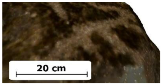 Applsci 12 10521 i003