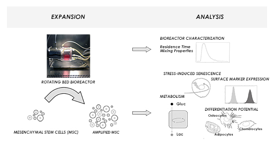 Characterization and Application of a Disposable Rotating Bed Bioreactor for Mesenchymal Stem Cell Expansion Characterization and Application of a Disposable Rotating Bed Bioreactor for Mesenchymal Stem Cell Expansion