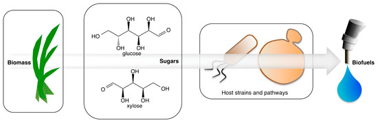 Converting Sugars to Biofuels: Ethanol and Beyond Converting Sugars to Biofuels: Ethanol and Beyond