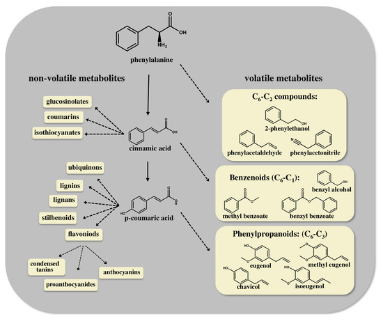 Metabolic Engineering of the Phenylpropanoid and Its Primary, Precursor Pathway to Enhance the Flavor of Fruits and the Aroma of Flowers Metabolic Engineering of the Phenylpropanoid and Its Primary, Precursor Pathway to Enhance the Flavor of Fruits and the Aroma of Flowers