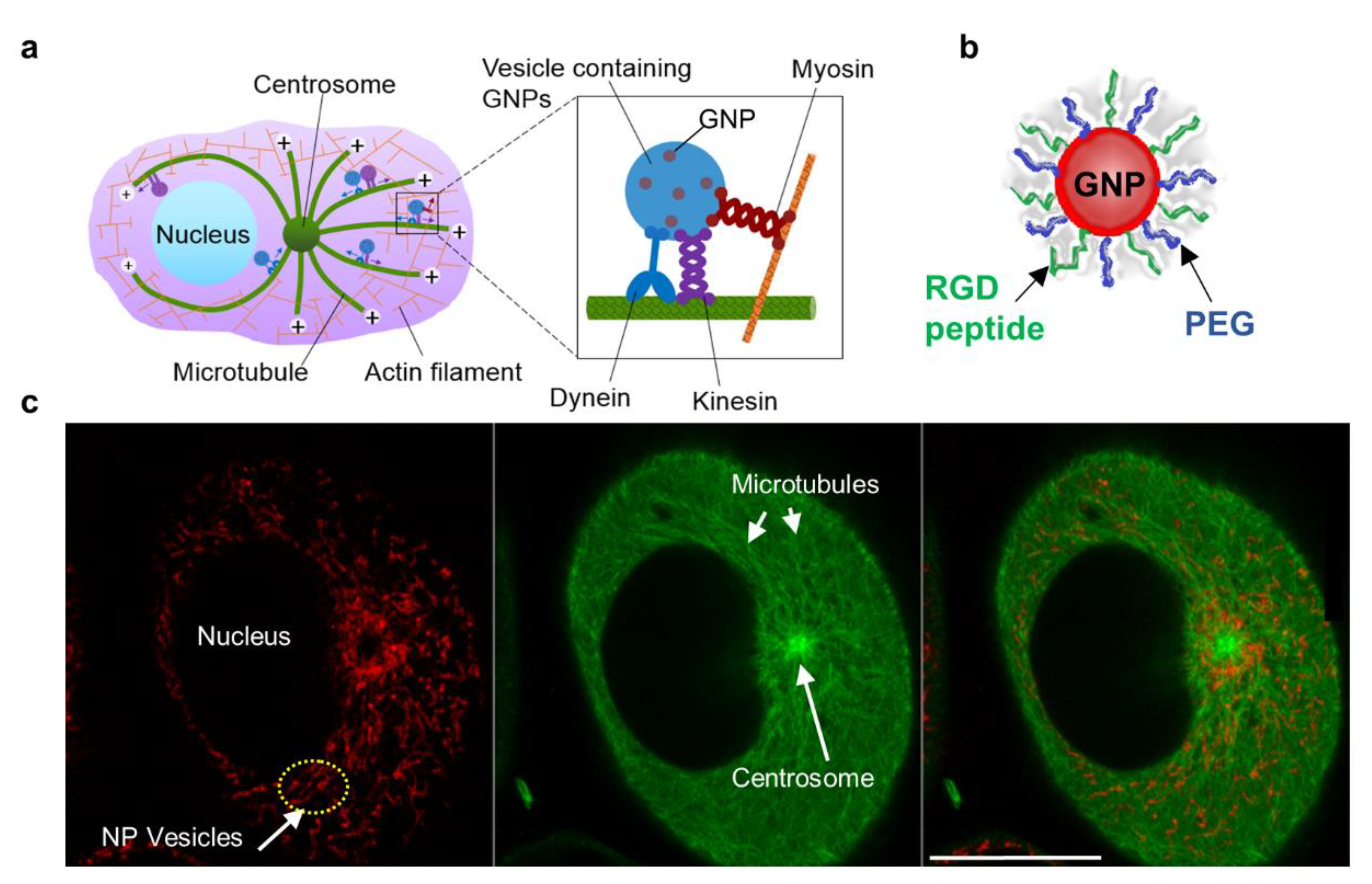 Bioengineering 07 00056 g001