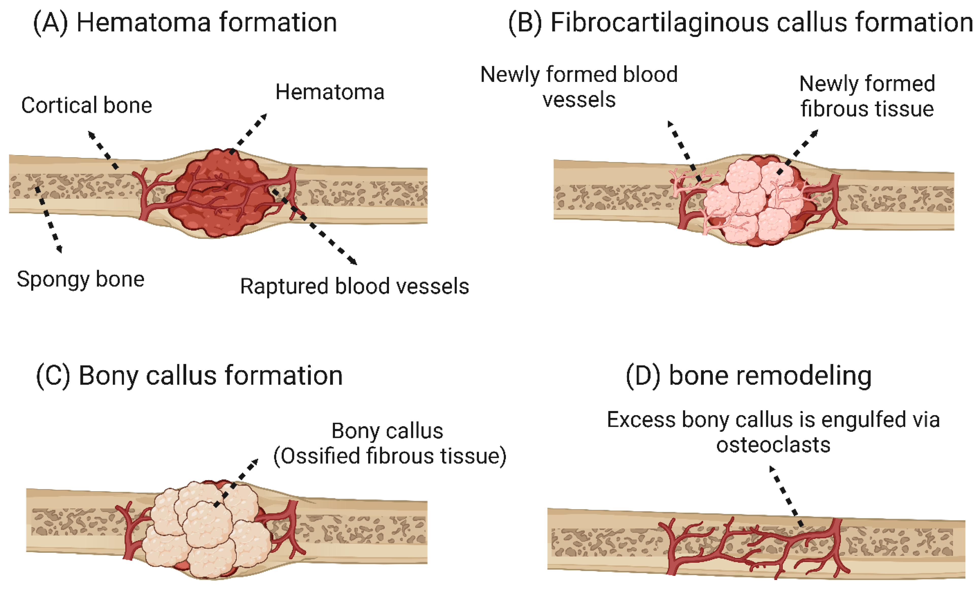 Bioengineering Free Full Text A Review Of 3D Polymeric Scaffolds