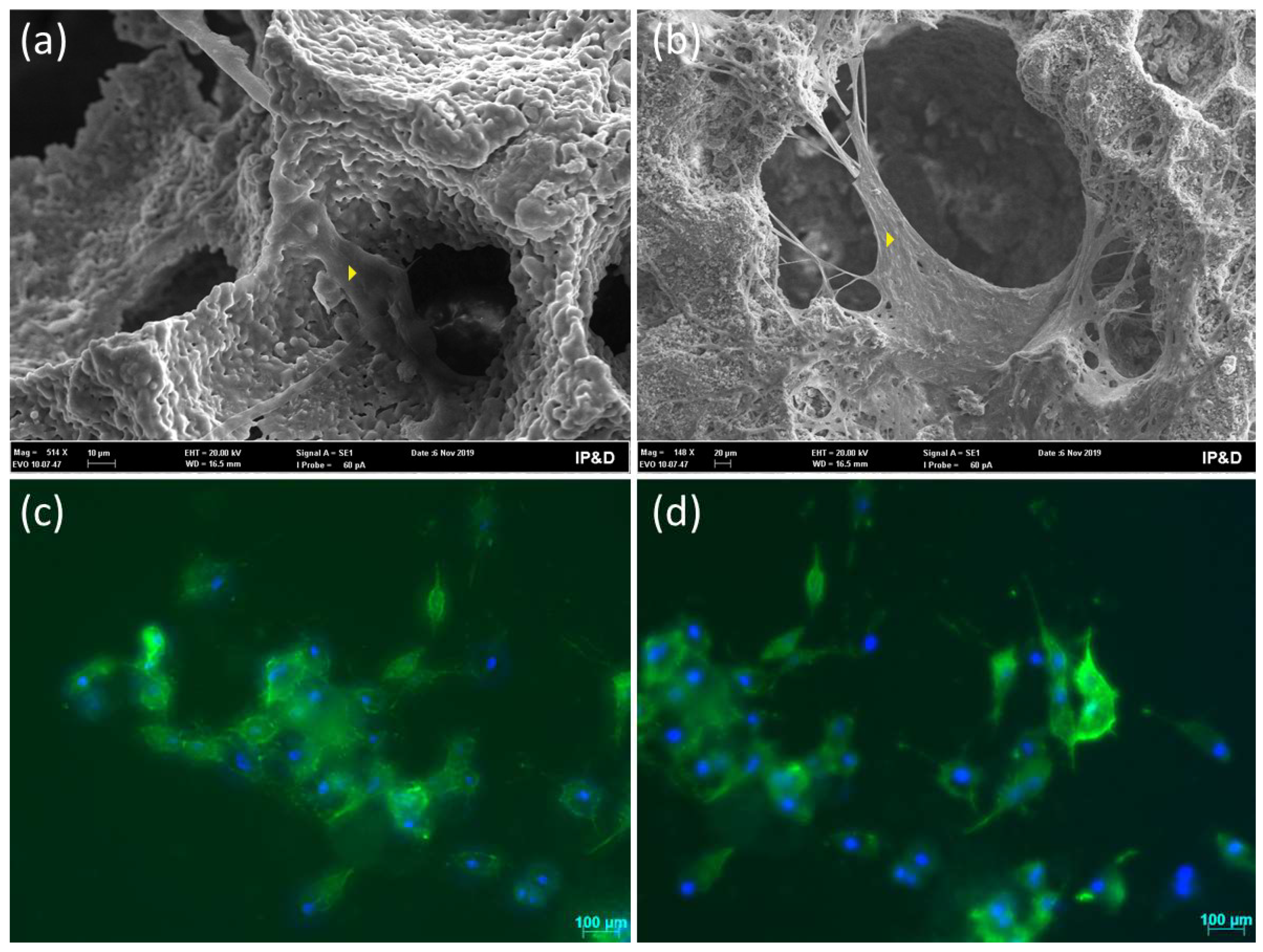Bioengineering 10 00597 g003