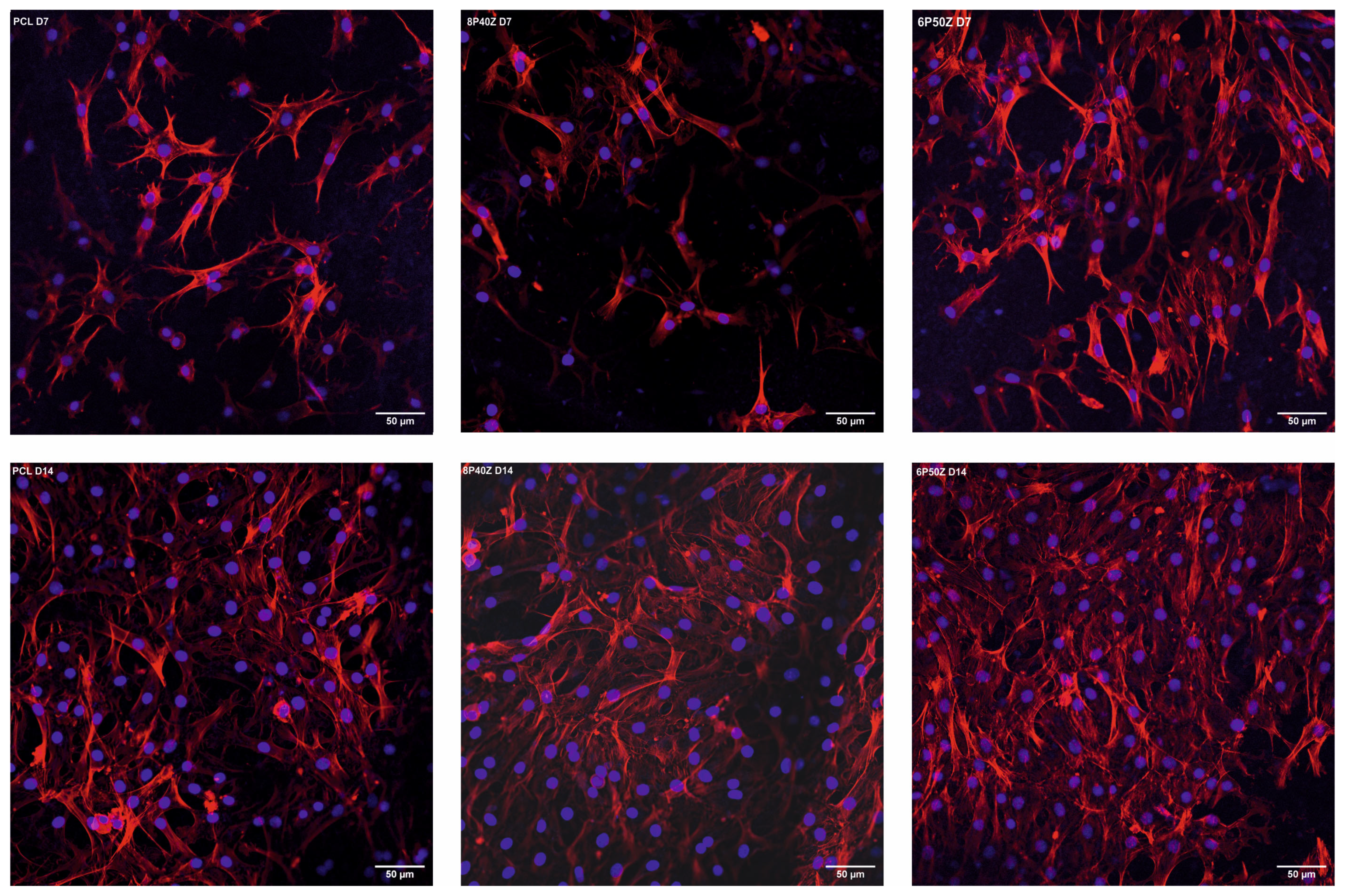 Bioengineering 10 00771 g007