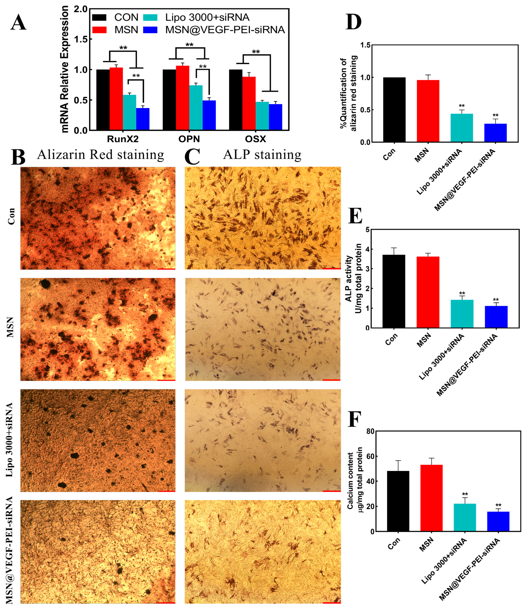 Bioengineering 10 00859 g003