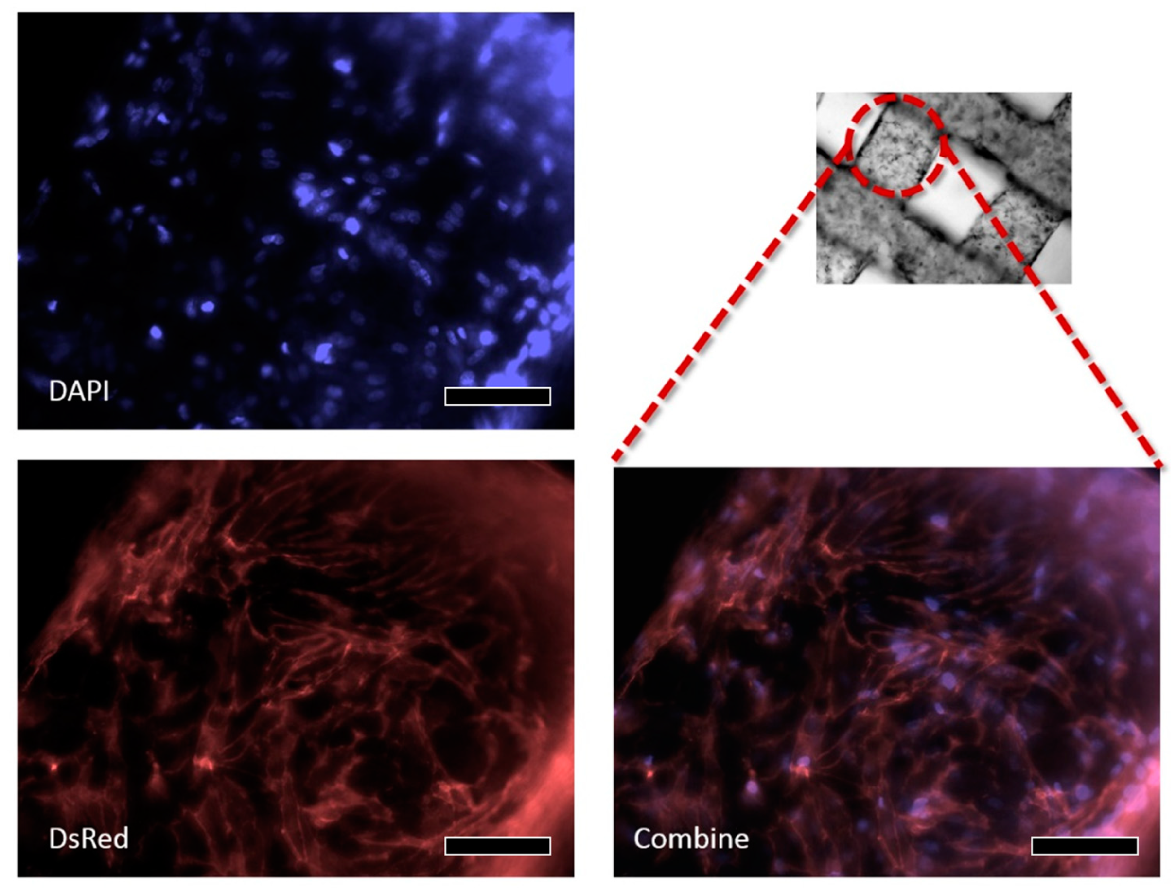 Bioengineering 10 01092 g008
