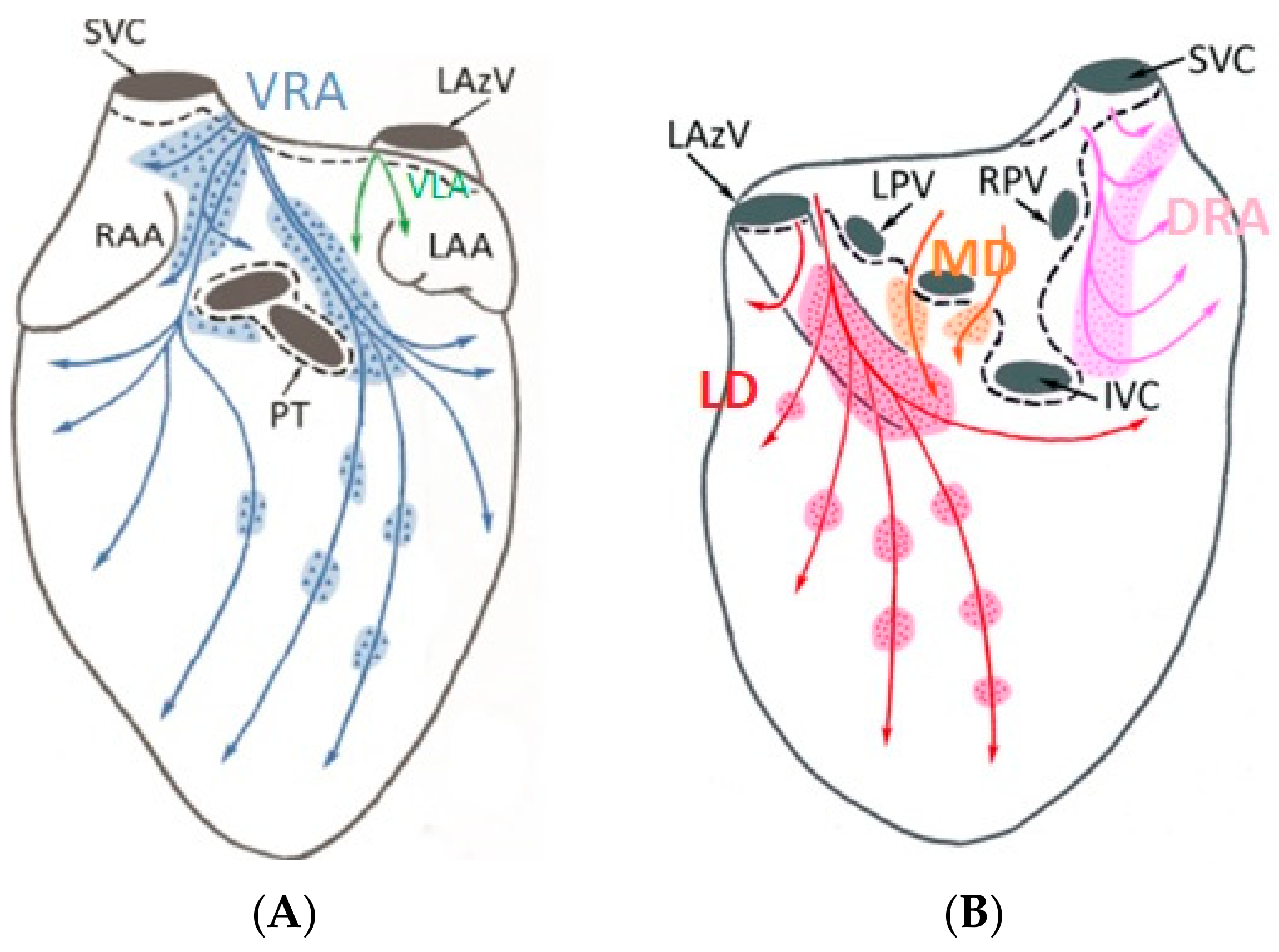Bioengineering 11 00018 g004